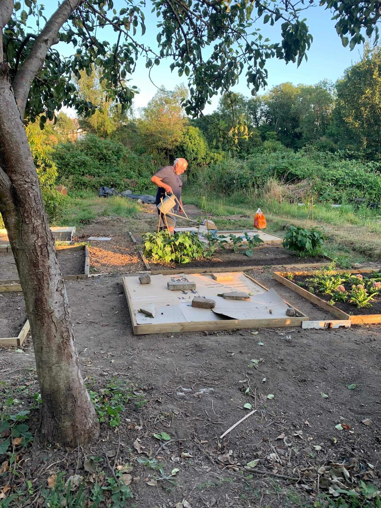 Andy watering the allotment