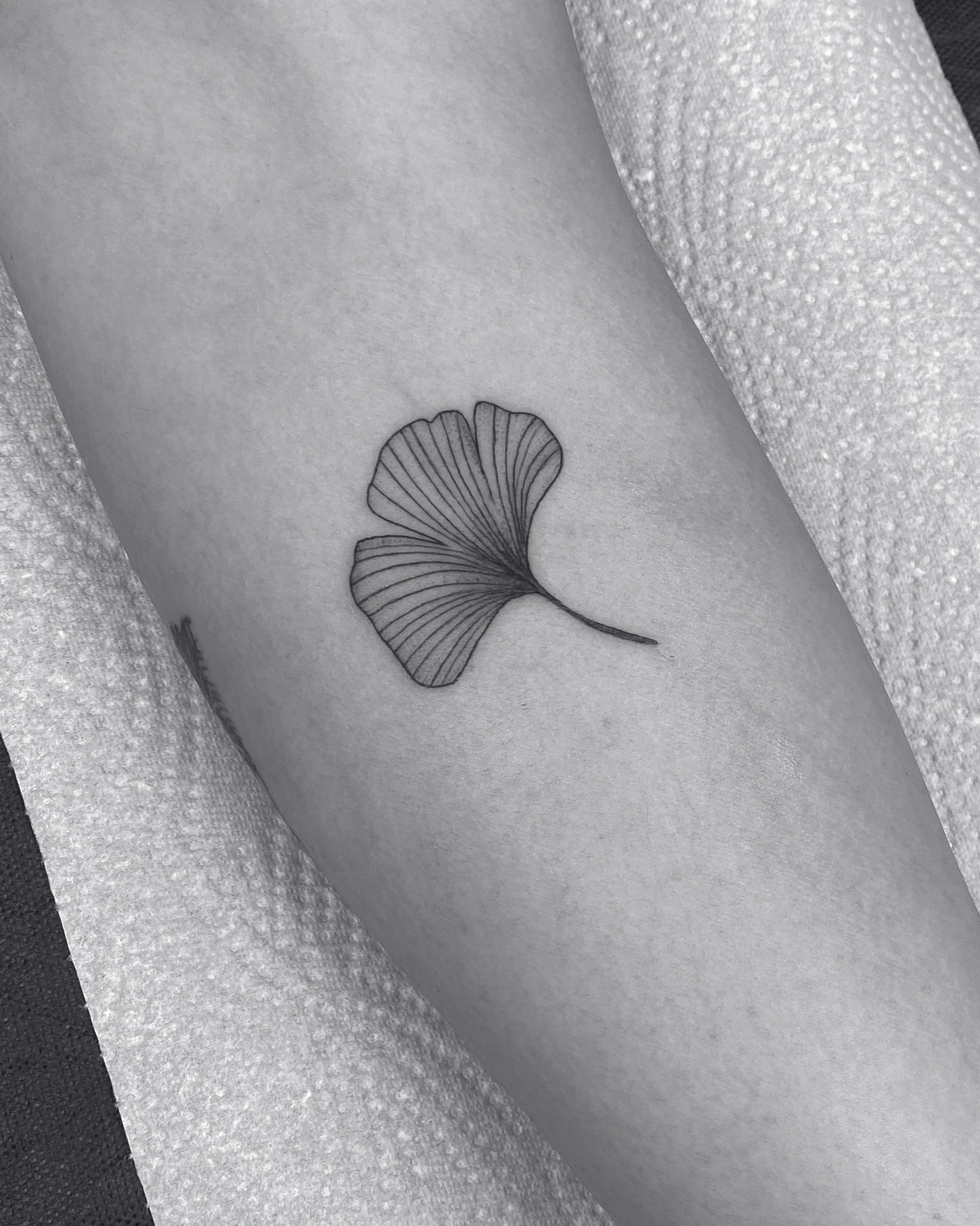ginkgo5.jpg