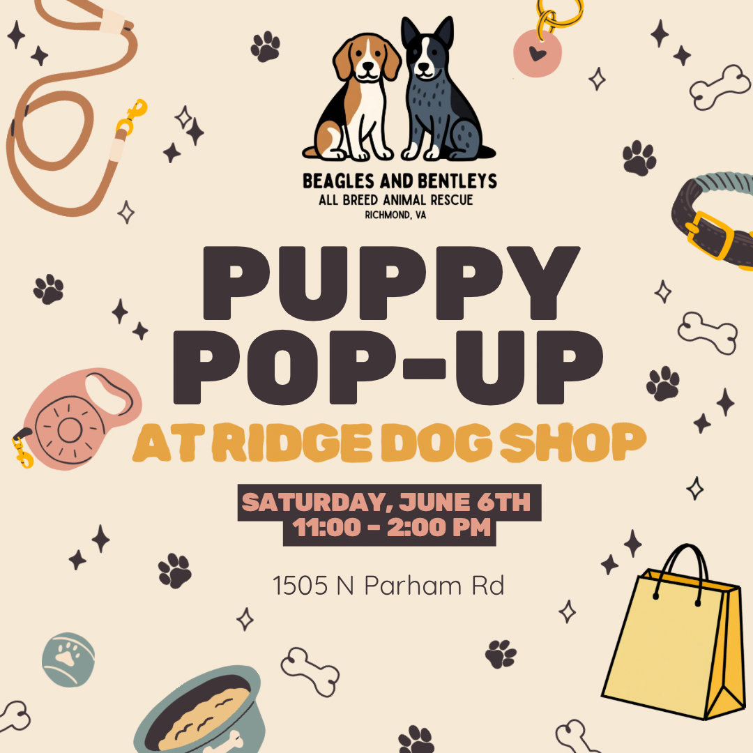 Puppy Pop Up at Ridge Dog Shop