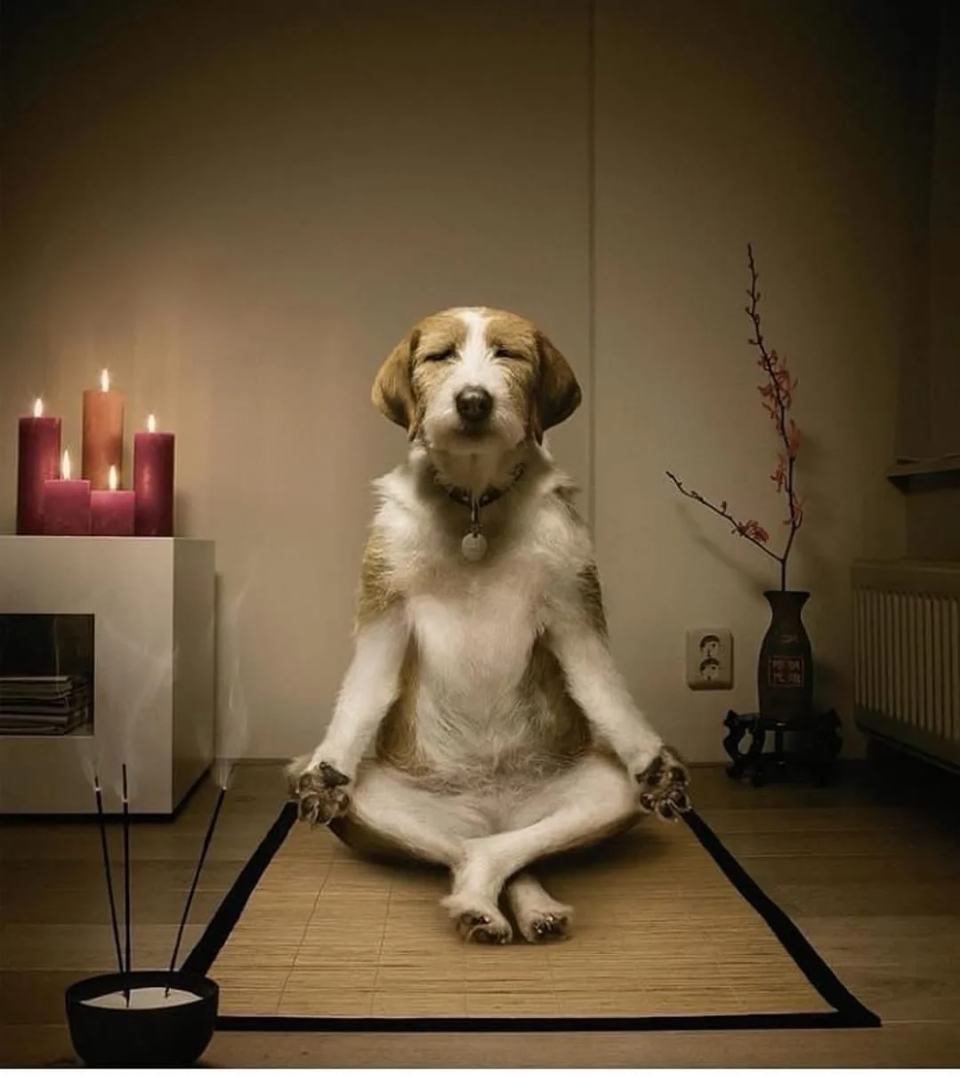 REPRISE DES SESSIONS MEDITATION à Lesparre- CALM