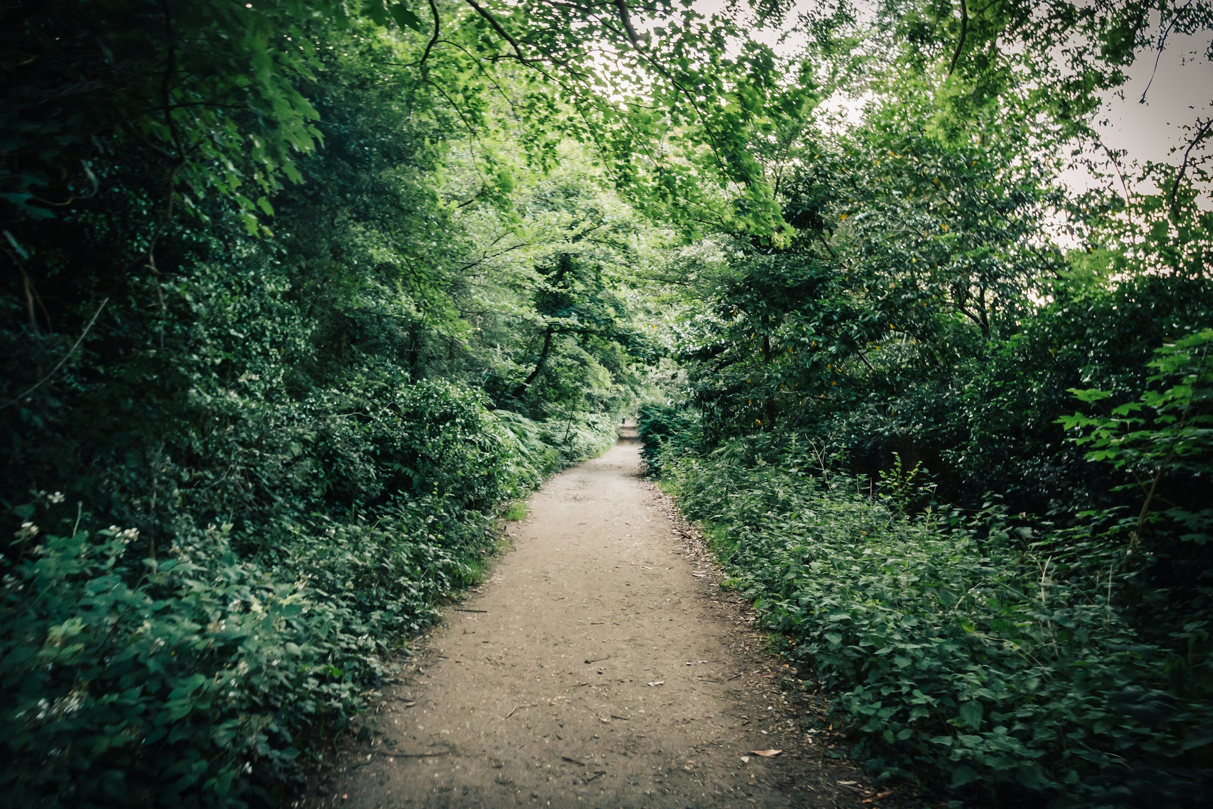 A dirt path winding through a lush, green forest with dense foliage and tree branches overhead.