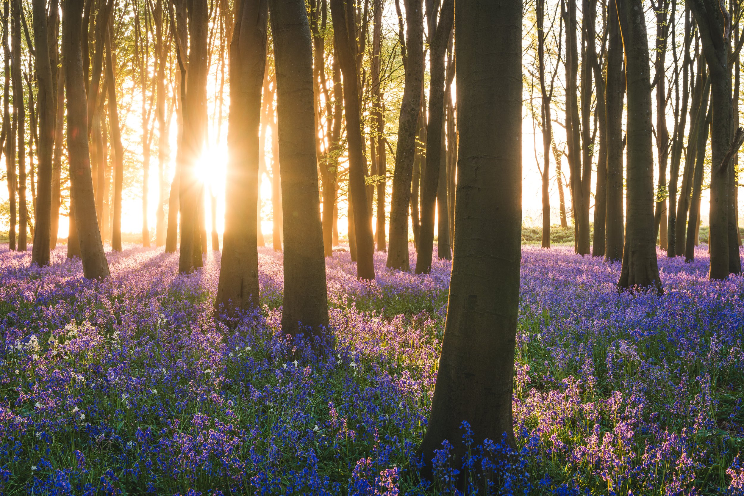 Bluebells at Sunrise