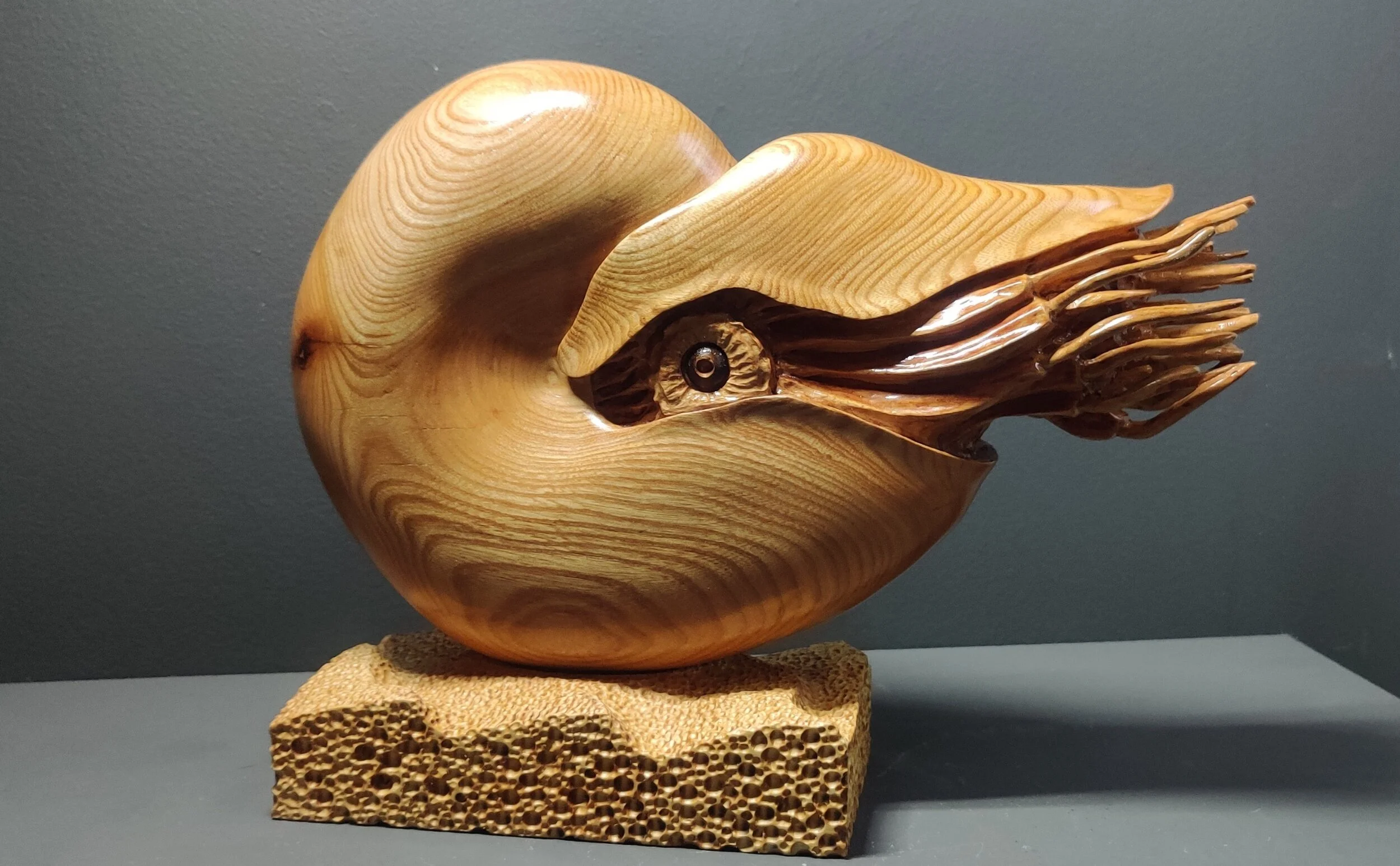  RETAINED Nautilus in elm on heavily textured lime wood base 