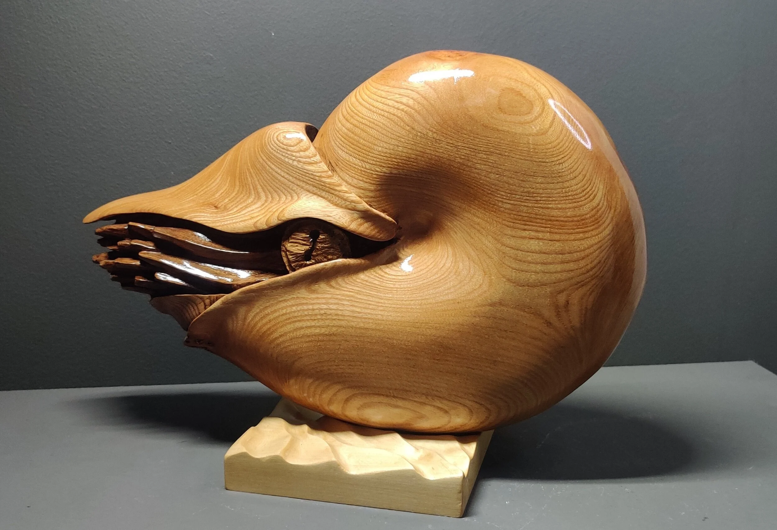 Nautilus in elm on lime wood base