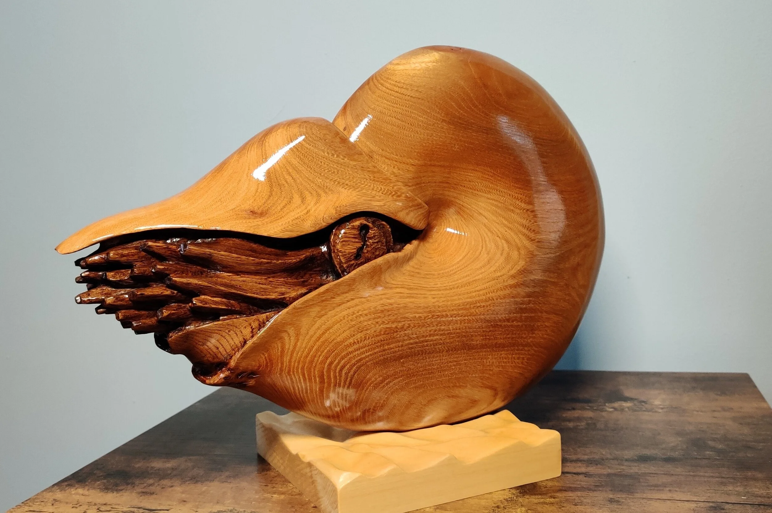 Nautilus in elm on lime wood base