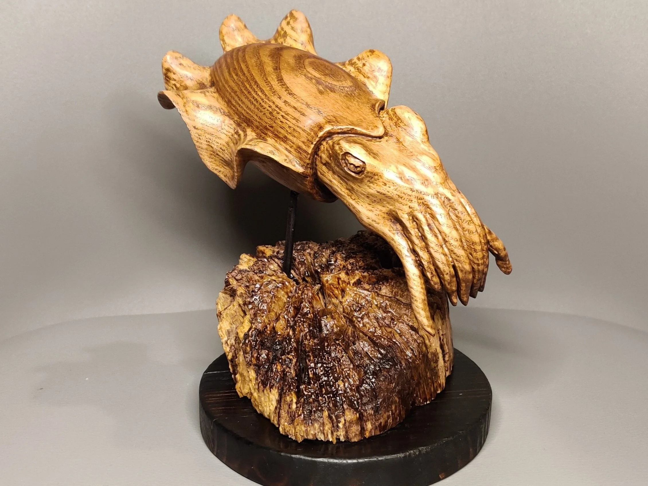 Cuttlefish in ash on driftwood base