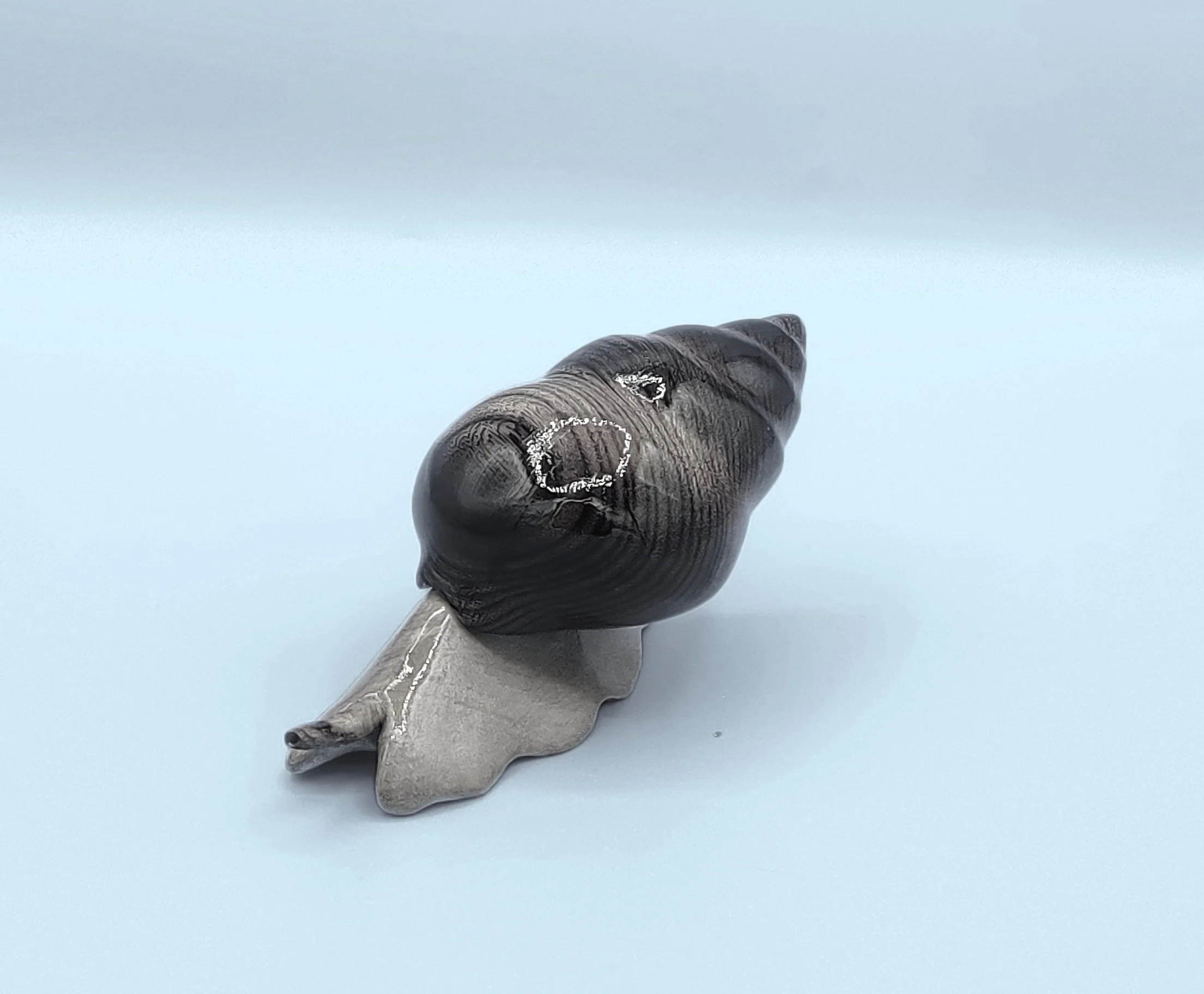 Cone snail in elm and basswood