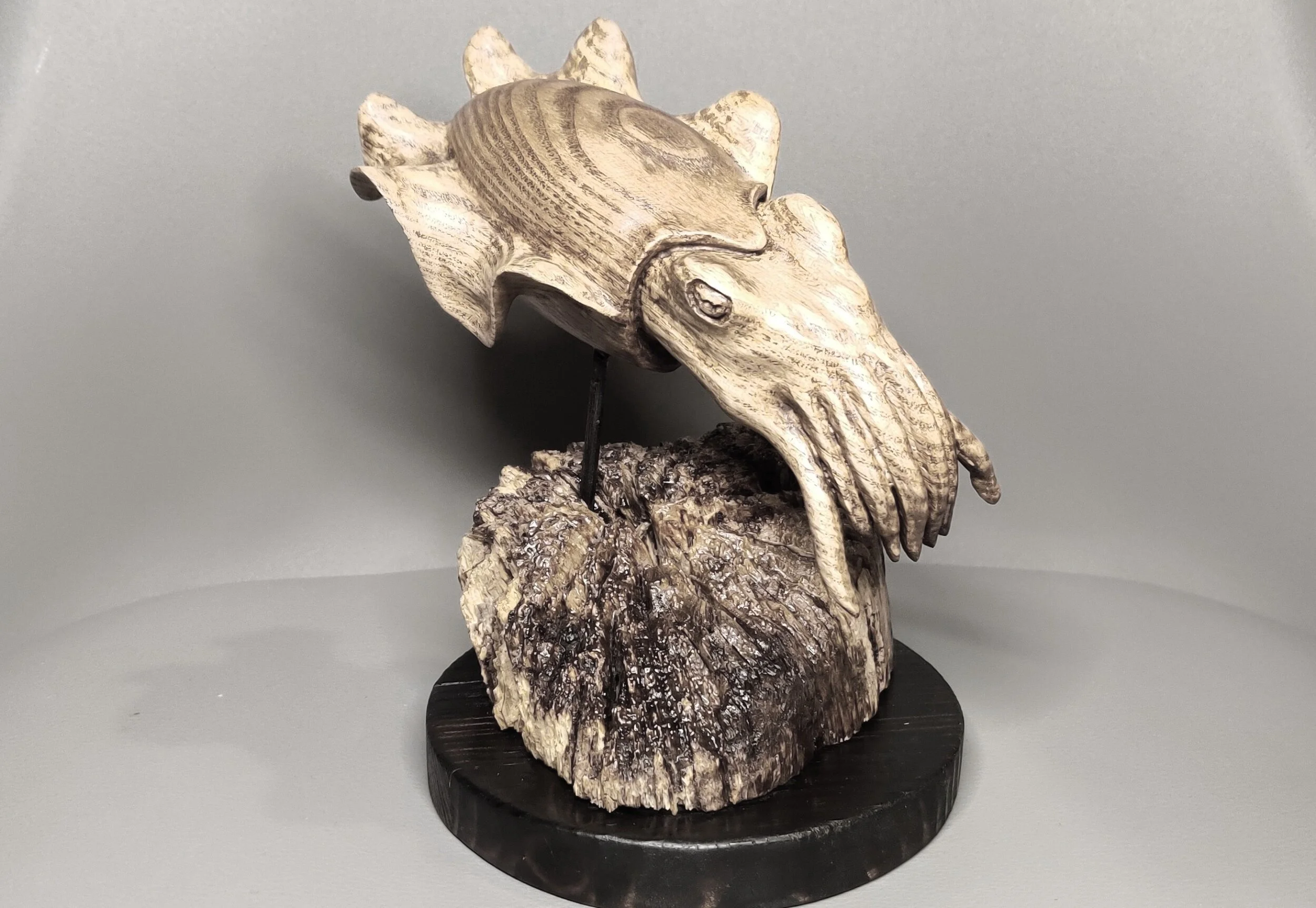 SOLD Cuttlefish in as on driftwood and charcoaled pine base