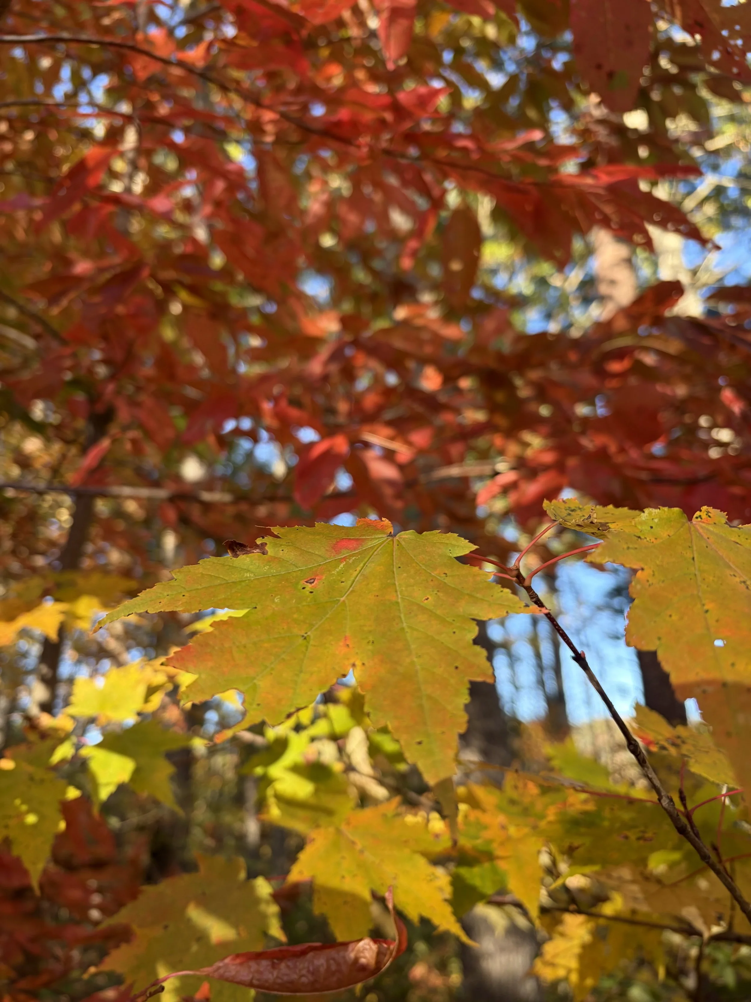IMG_4524.jpeg