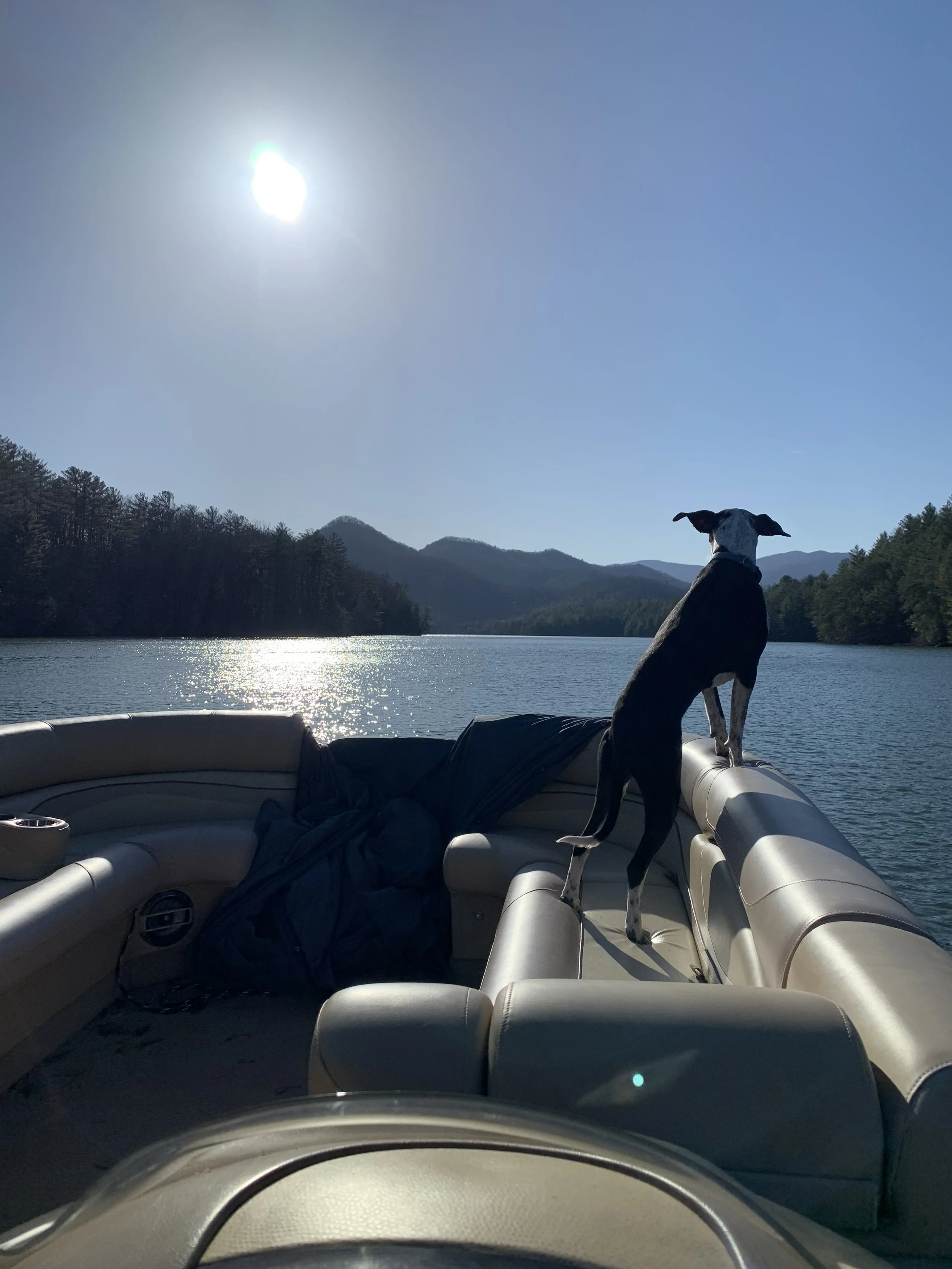 A dog standing on the edge of a boat, looking out over a lake with mountains in the background and the sun shining in the sky.