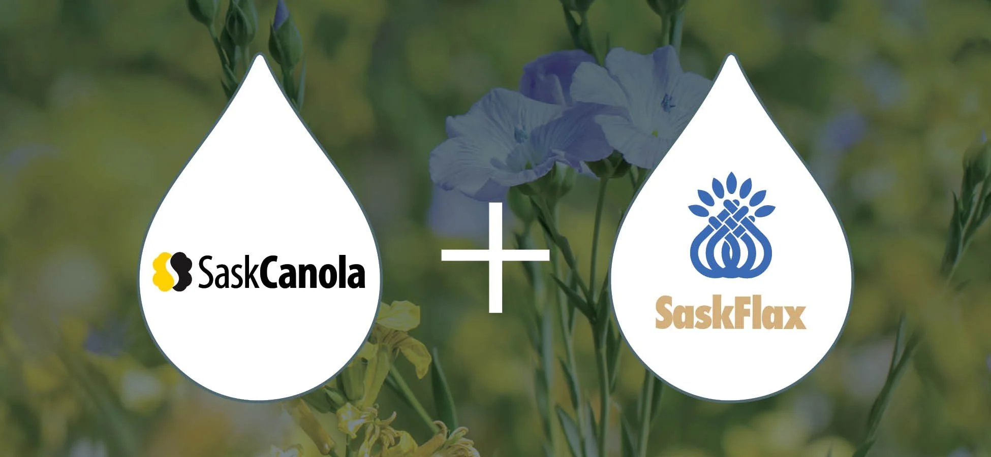 SaskOilseeds Announces Election for Board of Directors