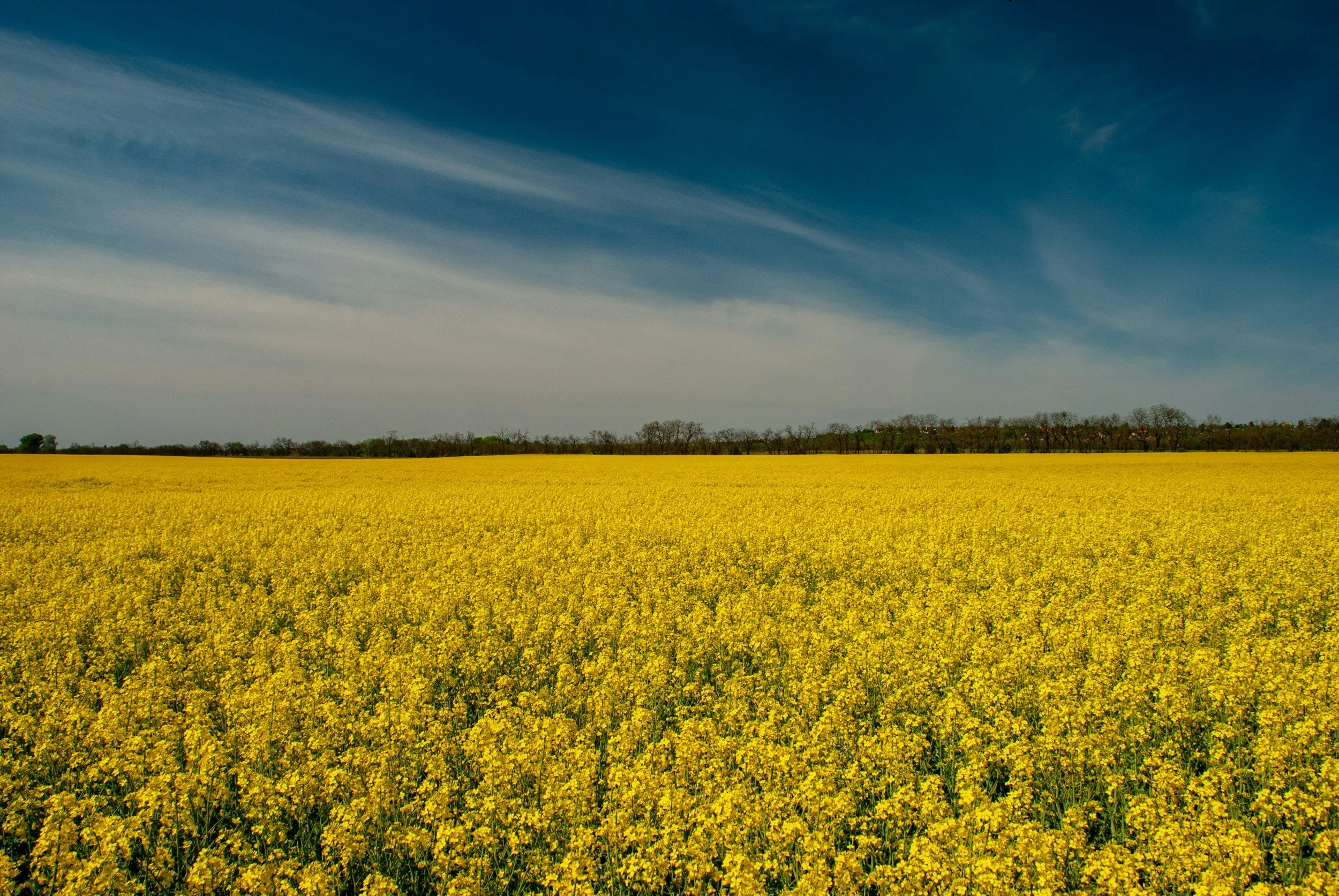 Canola’s contribution to the Canadian economy reaches $43.7 billion