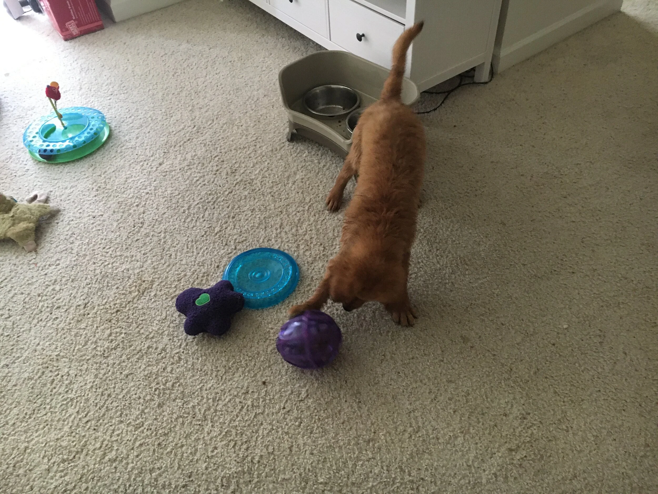 Busy Buddy Nibble Kibble