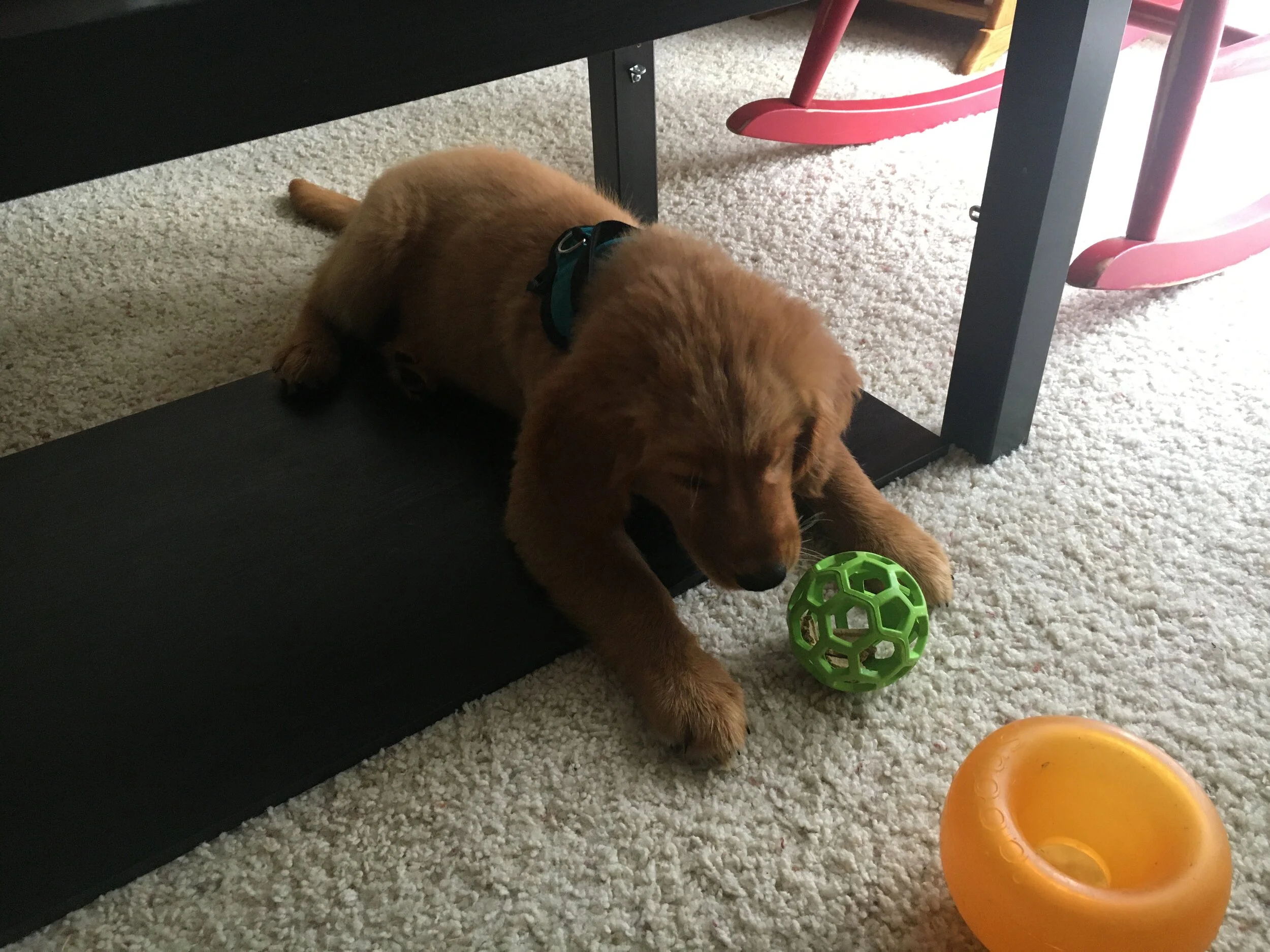 Hol-ee Roller