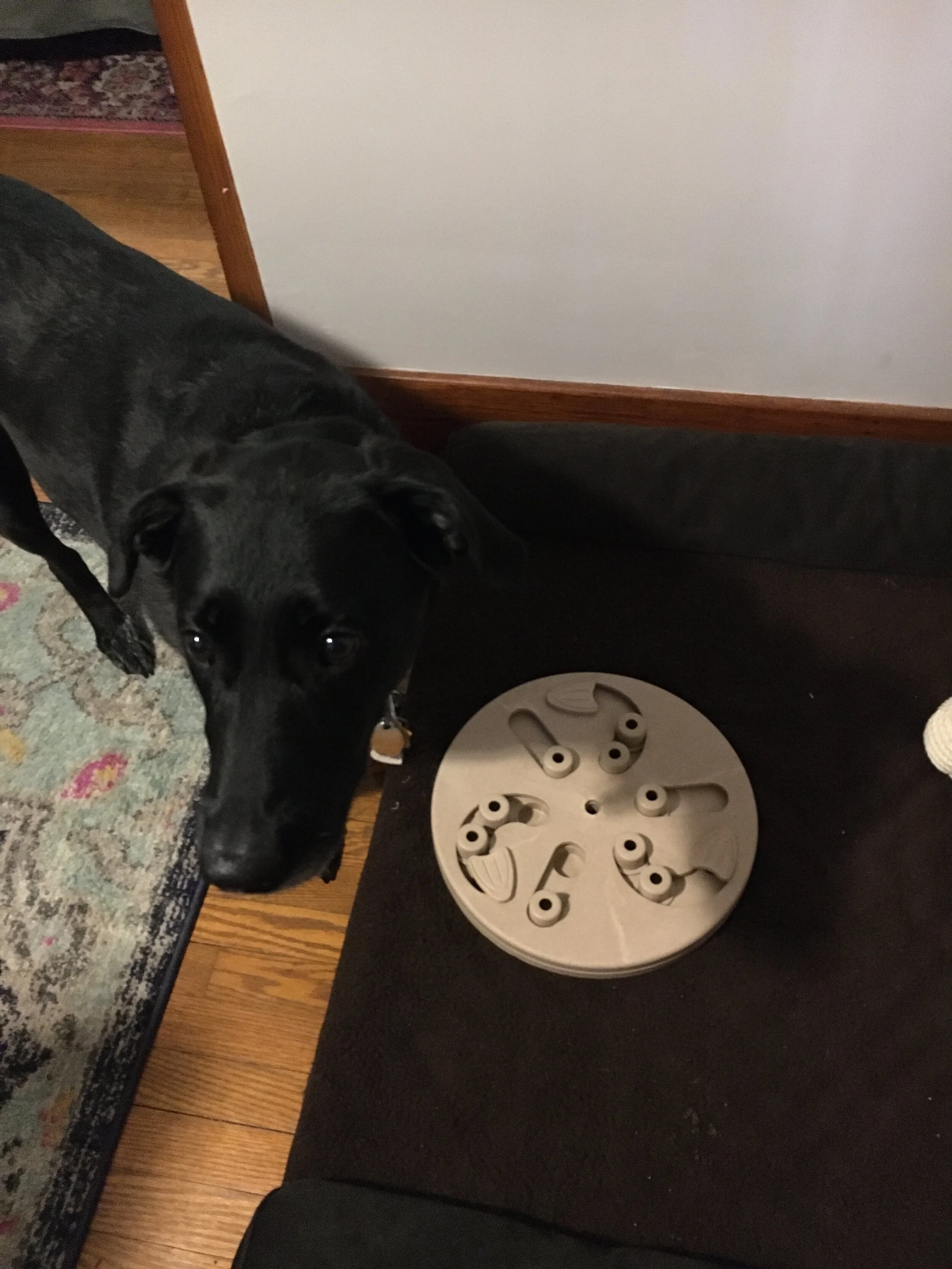 Dog Worker