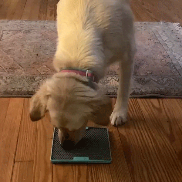 a golden retriever enthusiastically licking a lickmat with peanut butter spread on it.