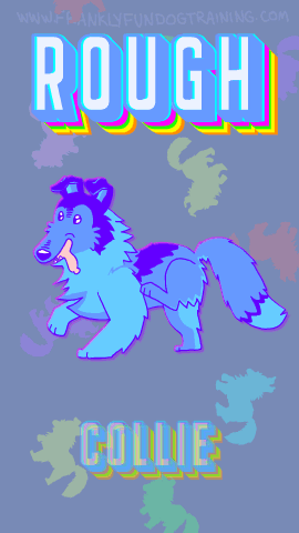 A Tippy Taps animation of a Rough Collie.