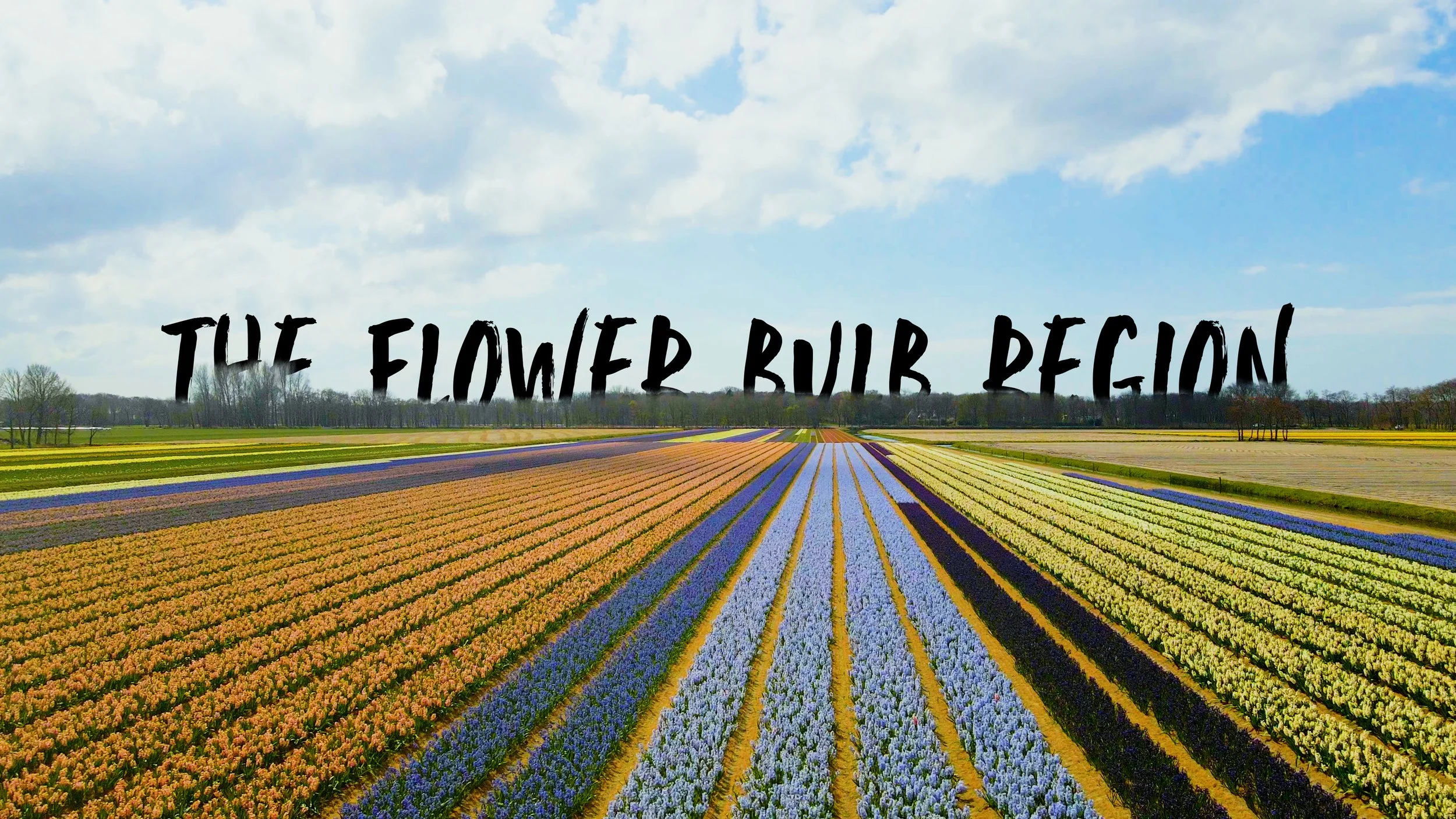The Flower Bulb Region, the Netherlands