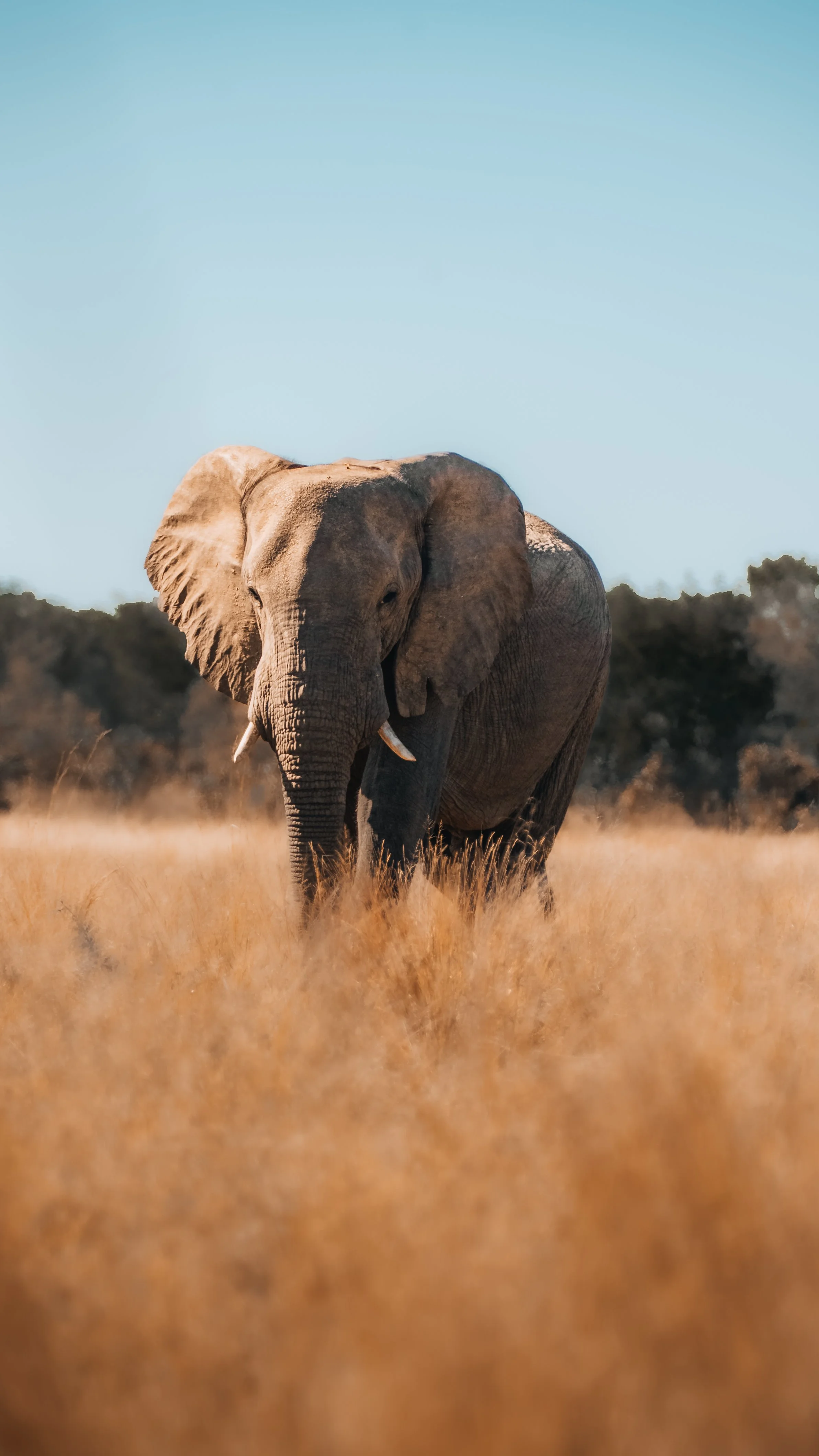 hwange national park