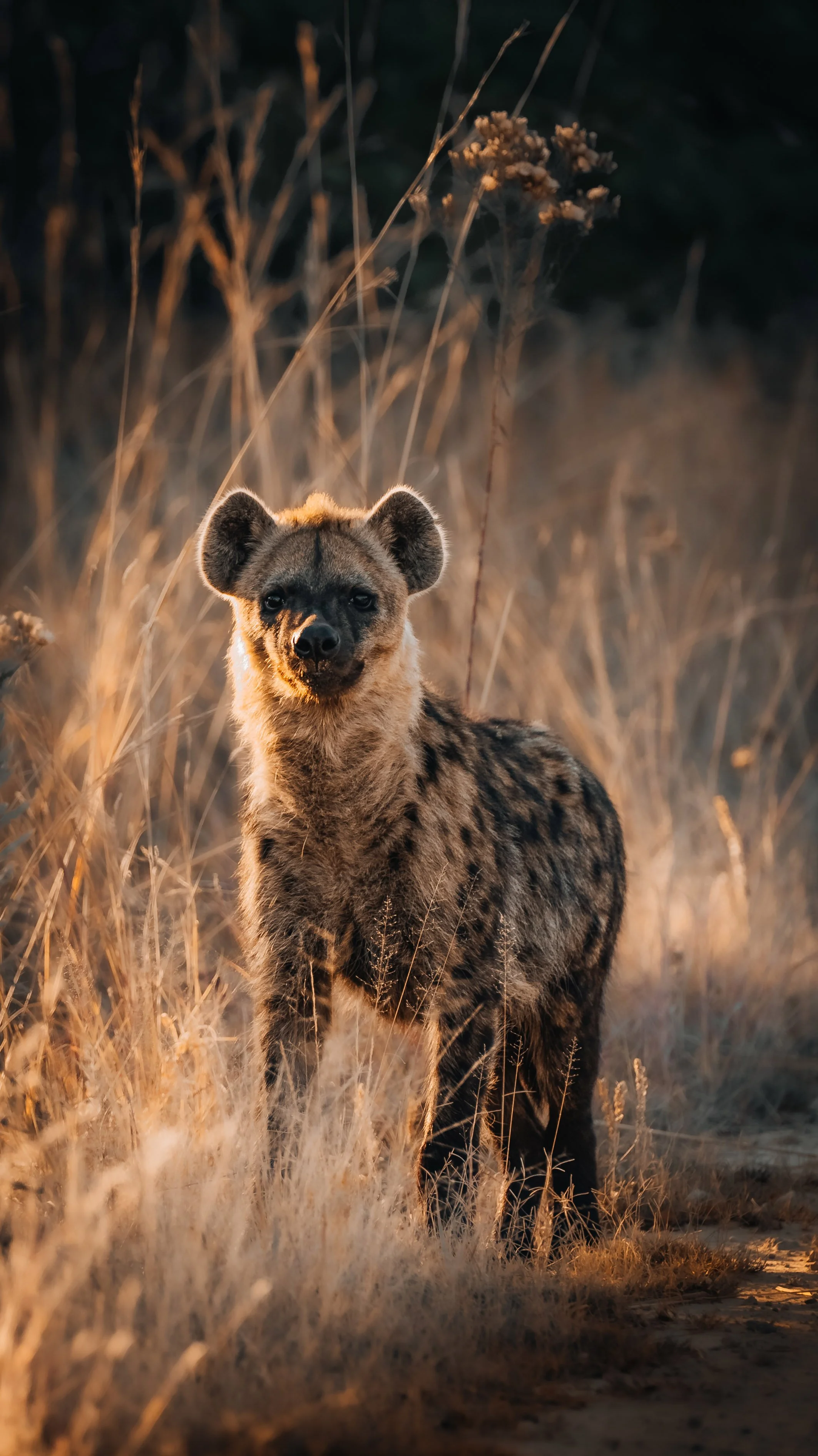 zimbabwe travel guide