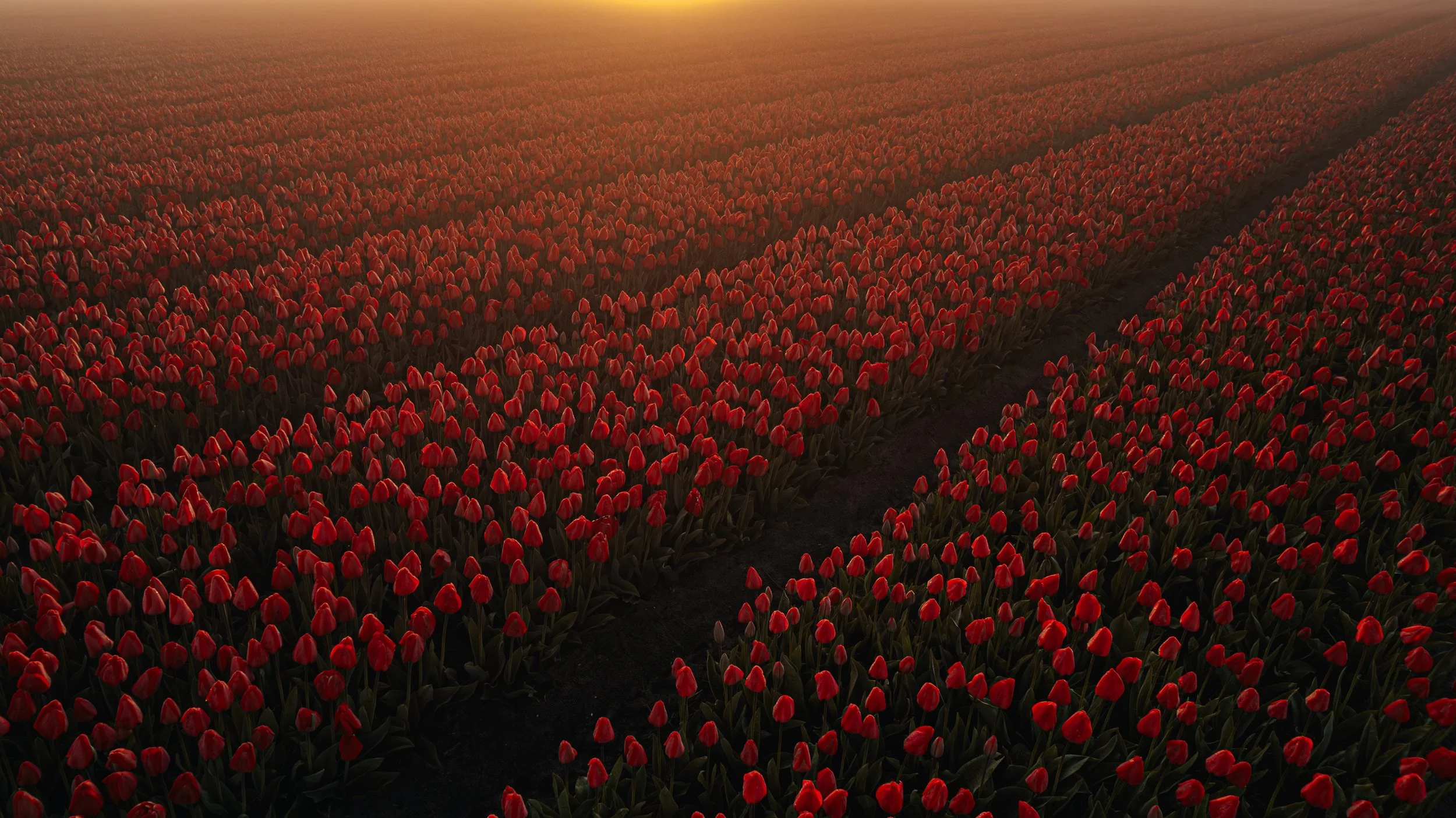 flower fields netherlands