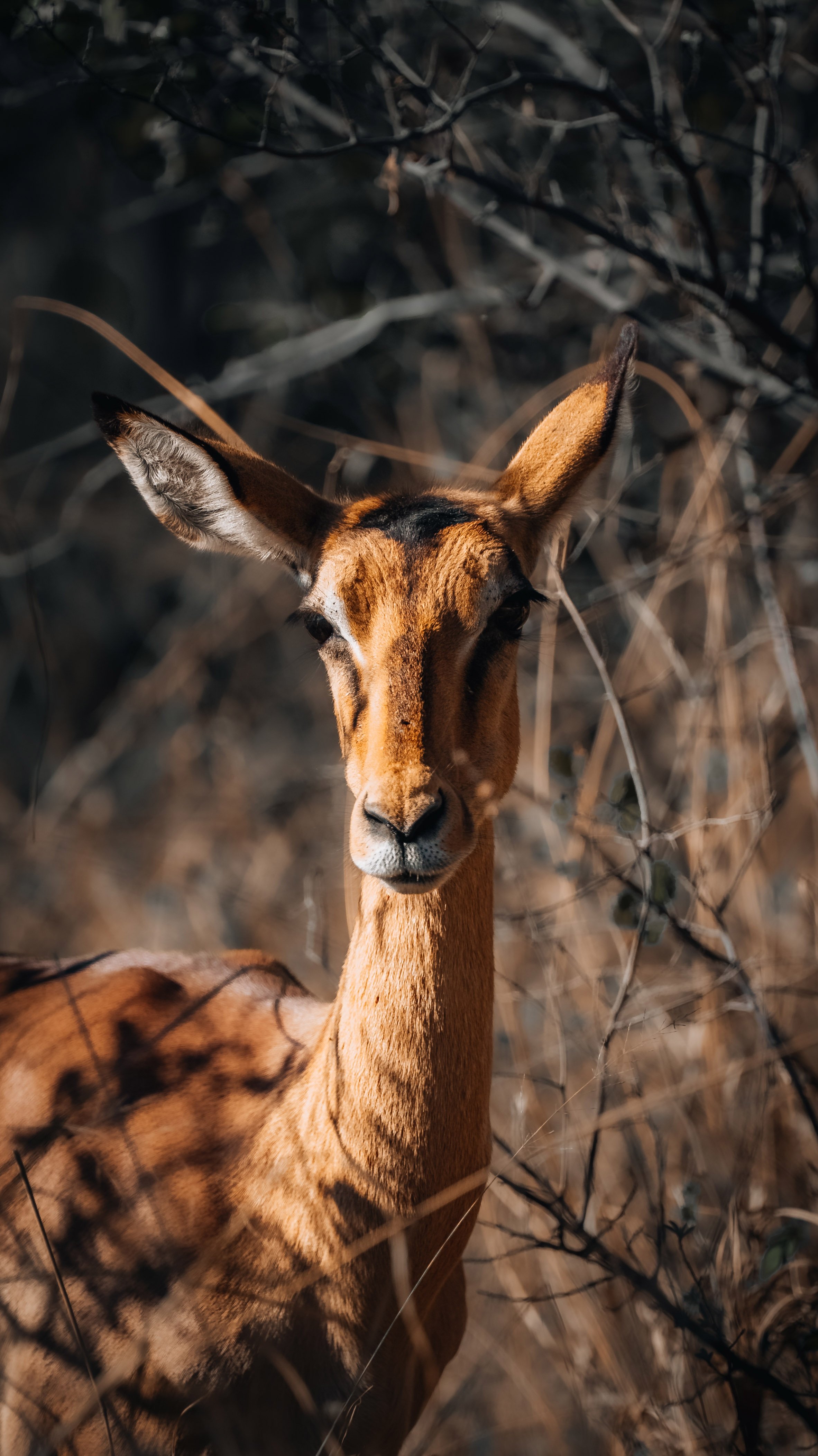zimbabwe travel guide