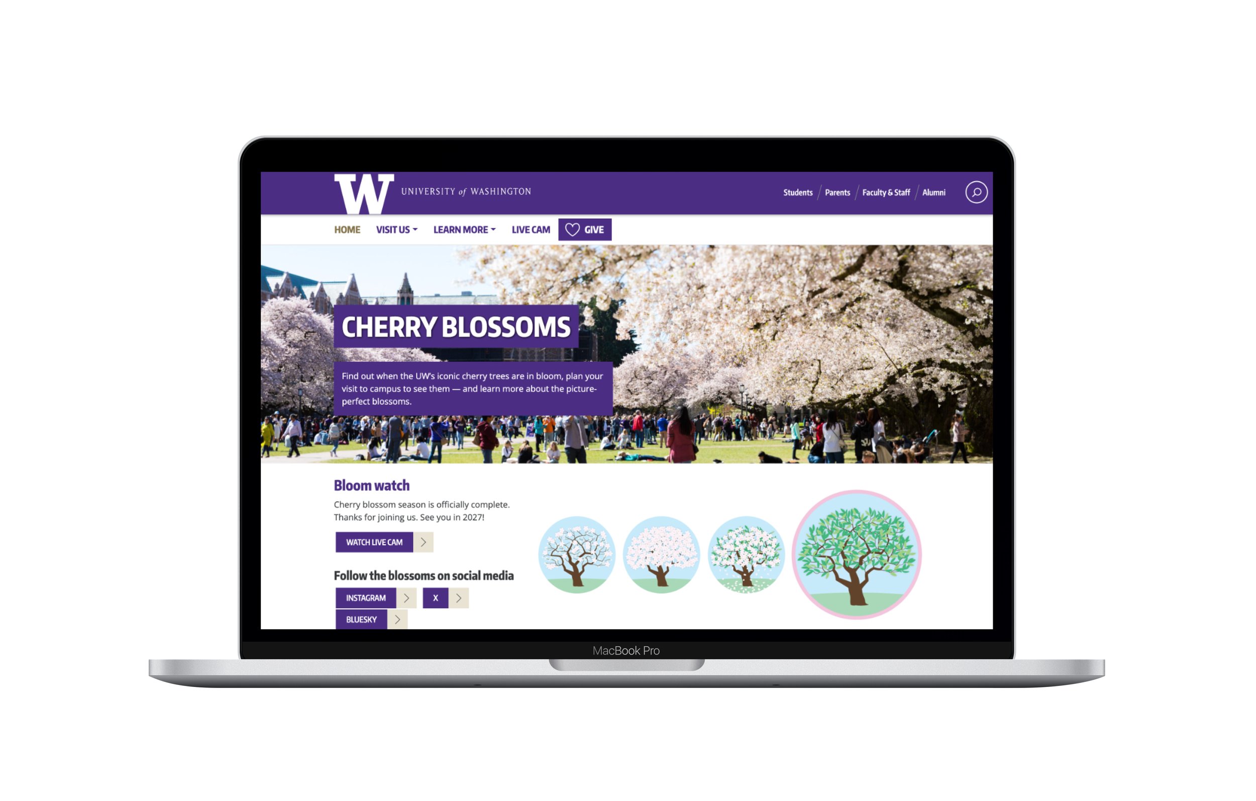 Cherry Blossoms Website