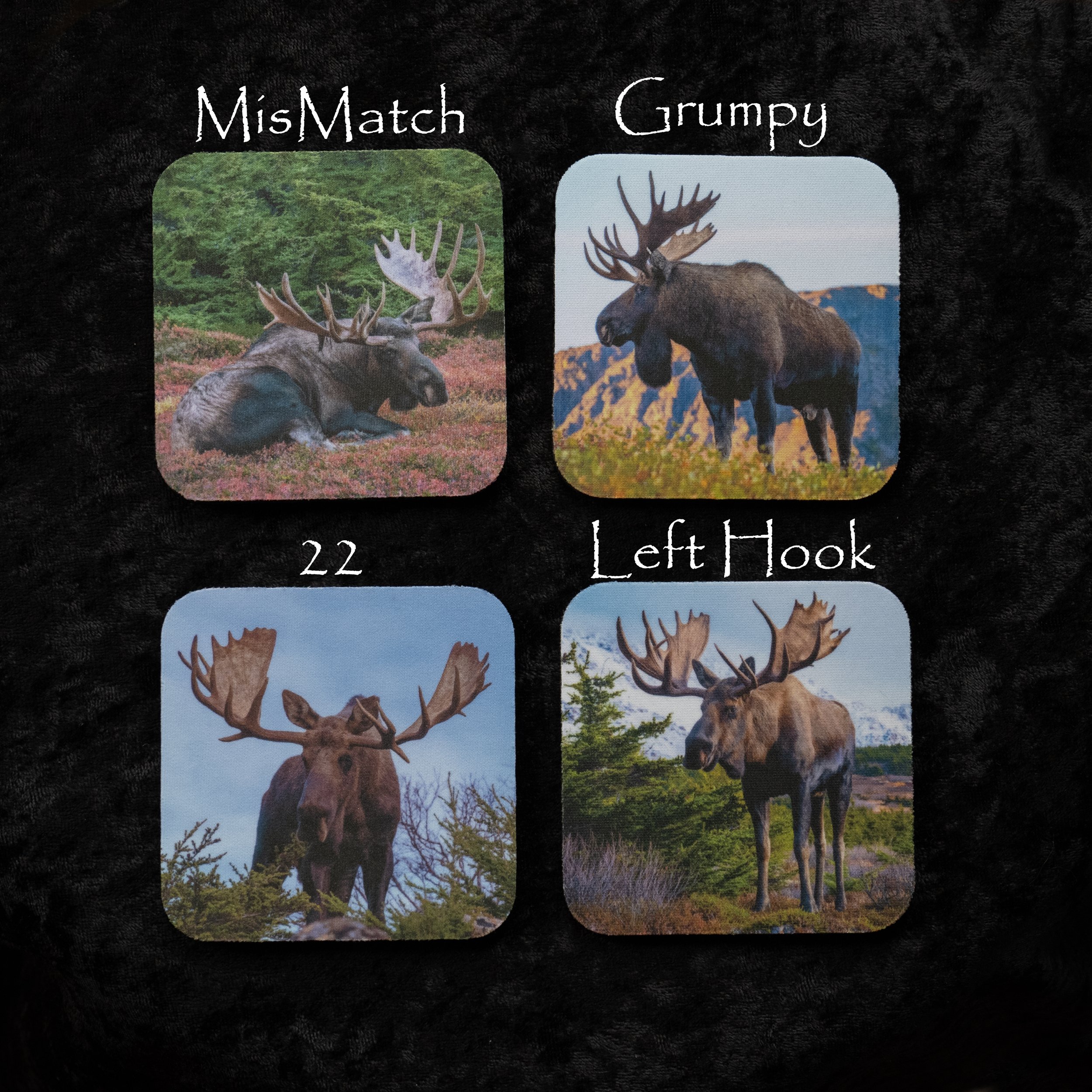 MooseMan Nature Photos - Moose Coaster Set #1 Mooseman Nature Photos | MooseMan Video Photography Calendar