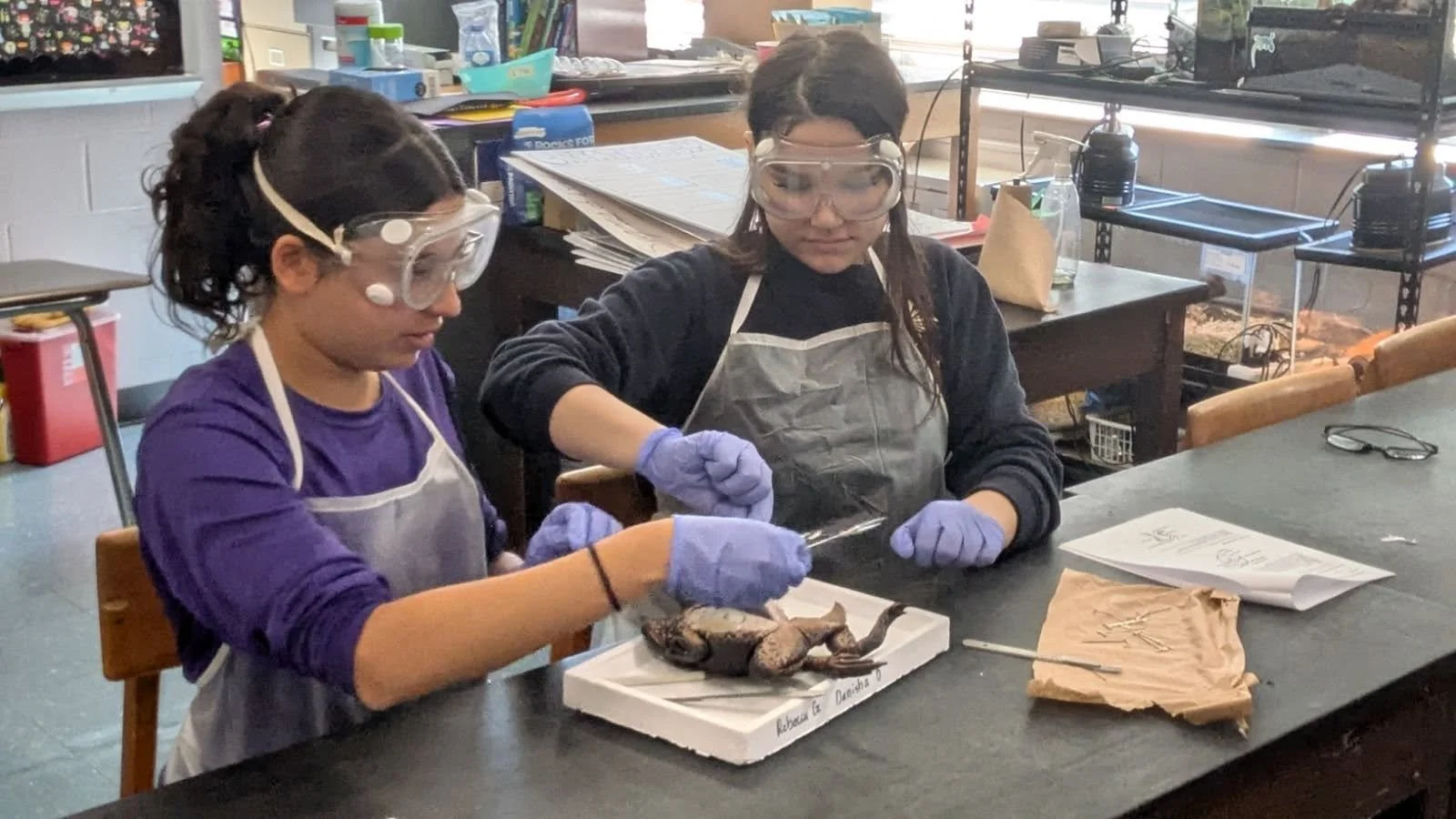 The school year is 'hopping' to a close and our Biology students recently stepped into the role of scientists!  They explored frog anatomy through a dissection lab with Mrs. Brahmia; a core memory for sure. 

This hands-on experience allowed students
