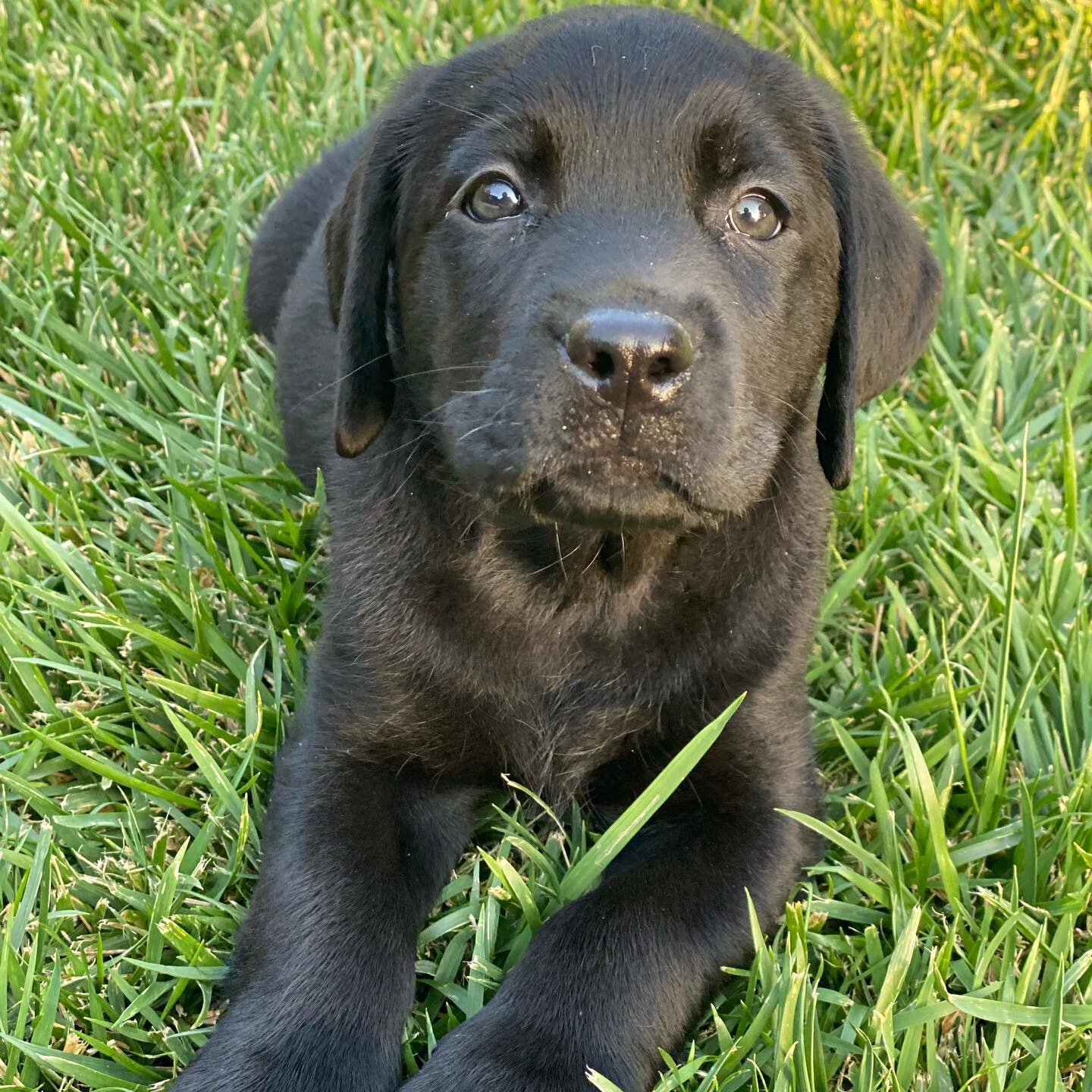 Humble Oaks welcomed our newest member to the farm today&hellip;
Meet &ldquo;Humble Bunches of Oaks&rdquo; we call her &ldquo;Oaklee&rdquo;!!!