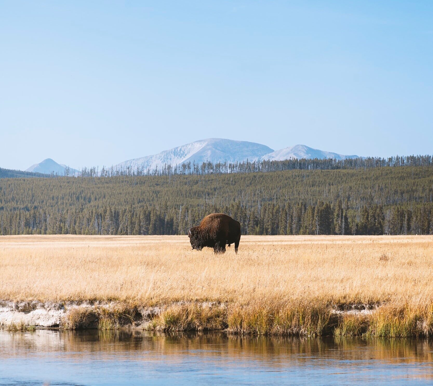 The bison’s contribution to climate change