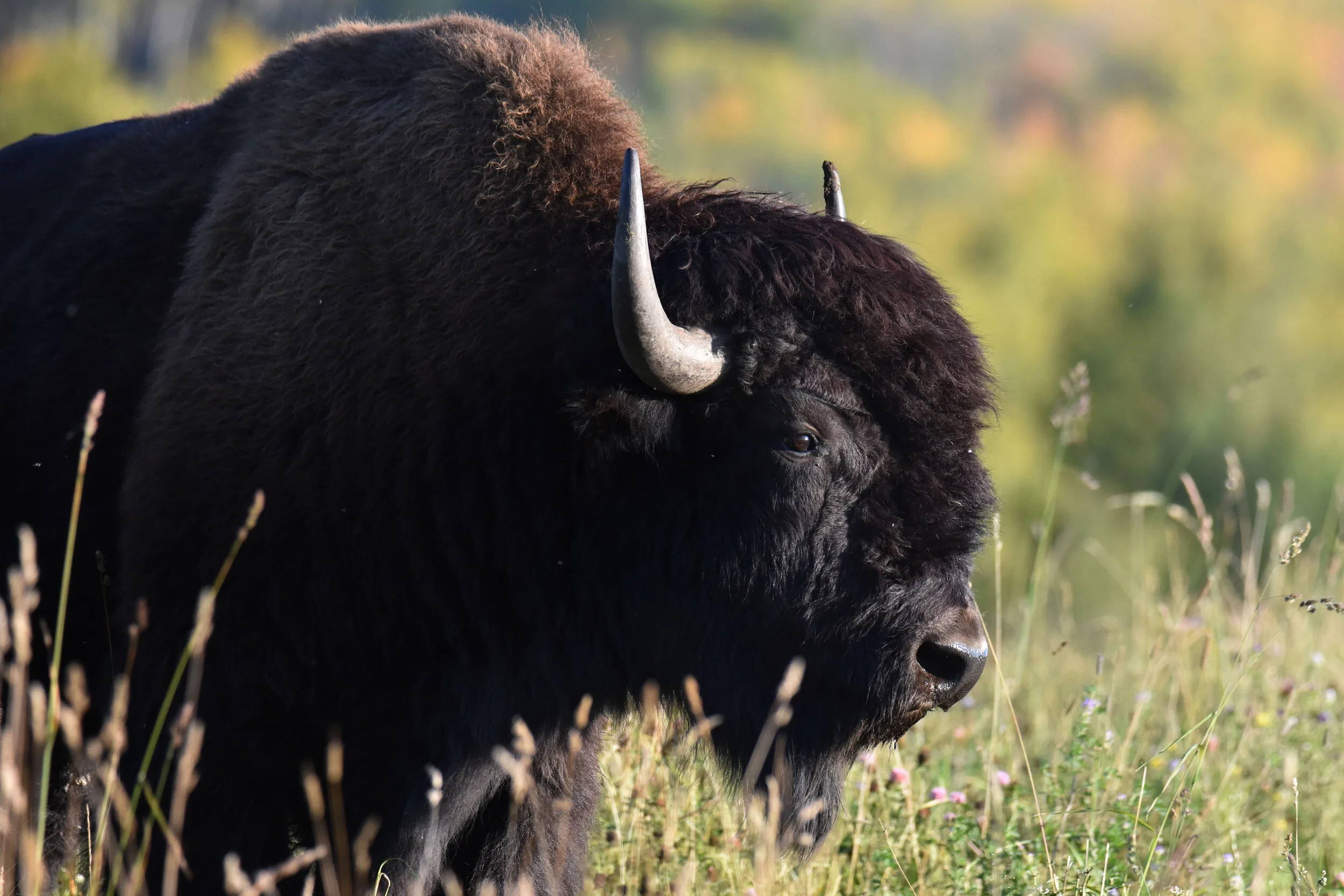 When the bison return, healing begins