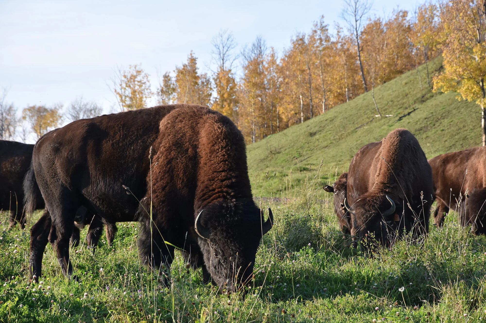 Discover — Frontier Bison