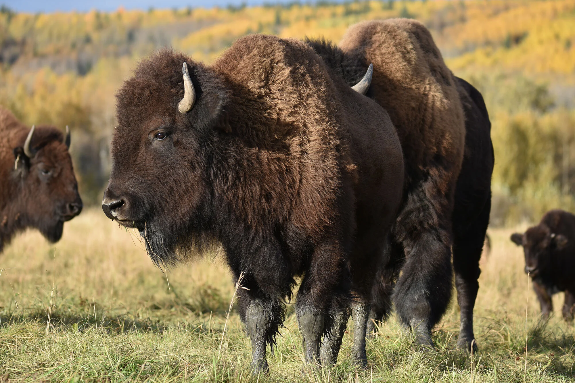 What’s the difference between a buffalo and a bison?