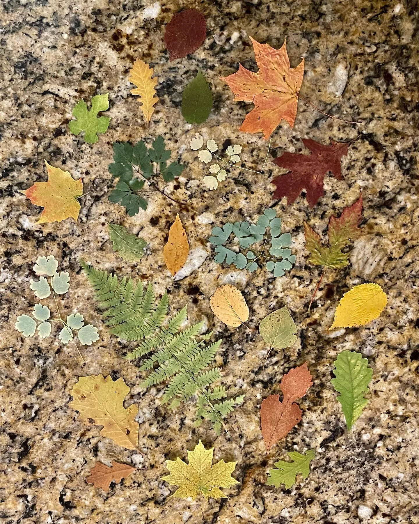 This is a beautiful time of the year. Here&rsquo;s a sampling of a leaf collection I made from a simple, silent walk in the woods. Why not take some time today to step away from the swirl and dare to take in the beauty and wonder of His creation. Exh