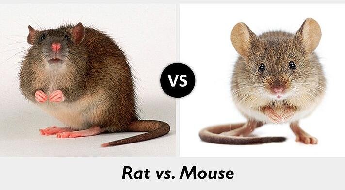 What's the difference between Rats and Mice? – Happy Habitats Store
