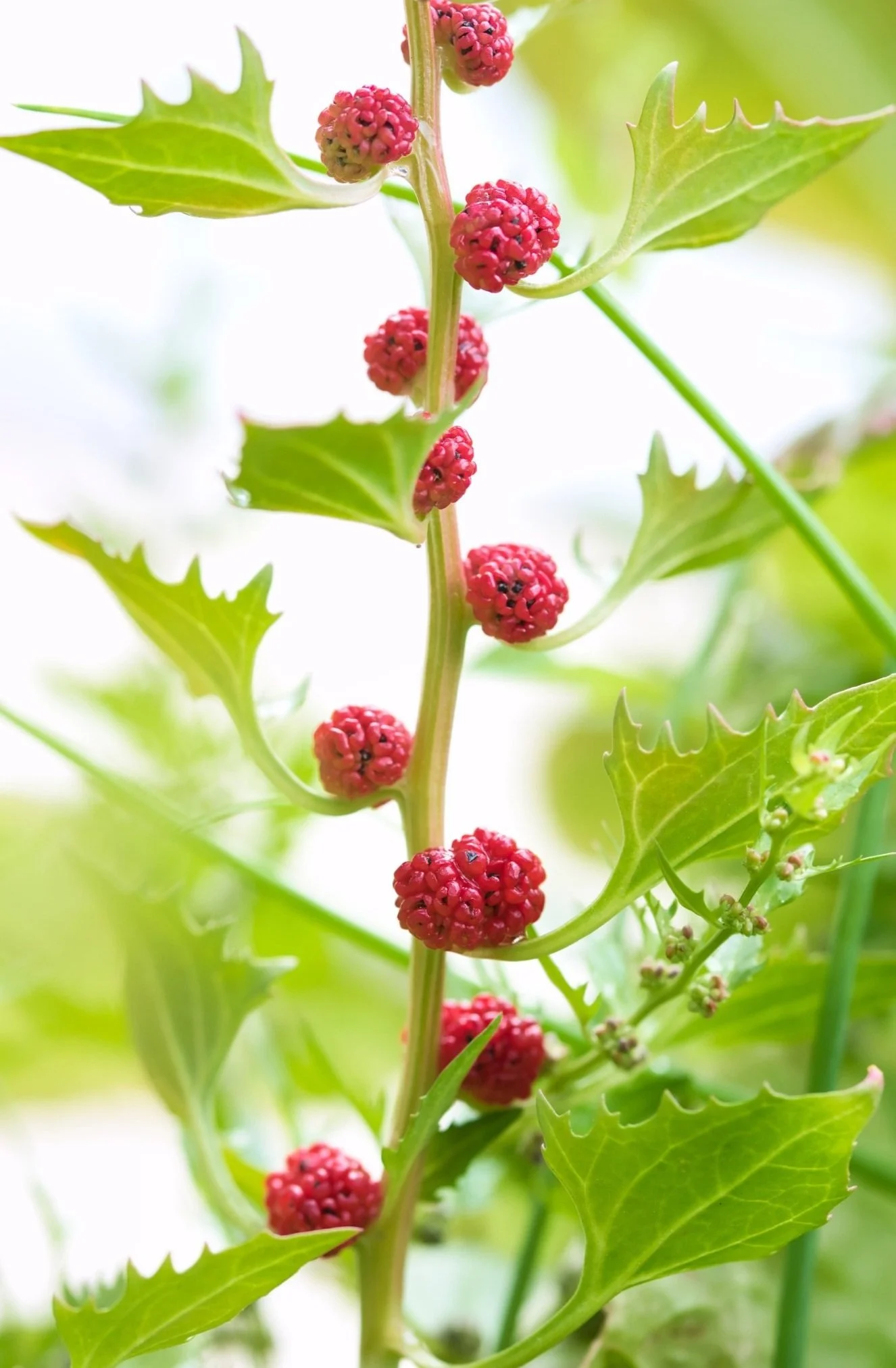 Beetberry Spinach — The Vegucation Station