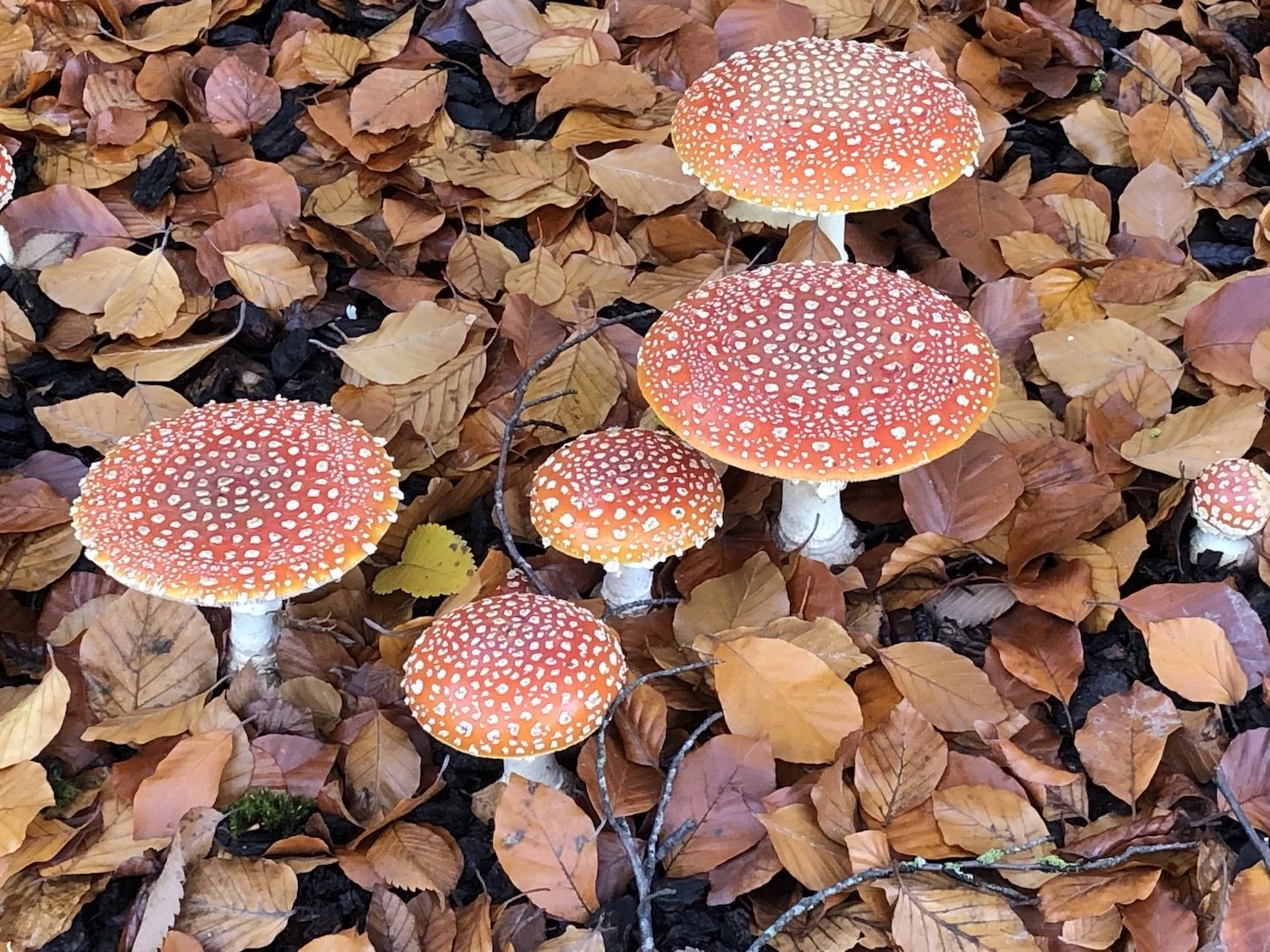 2021_Market_EOF_11.06_FALL_IMG_2041.jpeg
