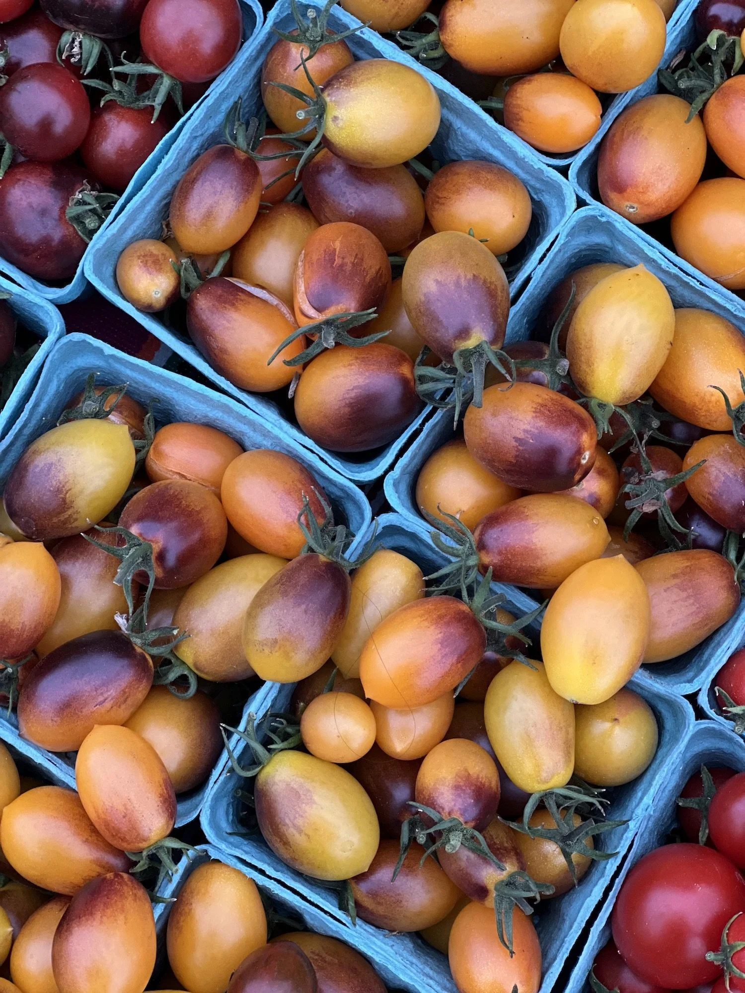 IMG_7358_06.18_cherry tomato.jpeg