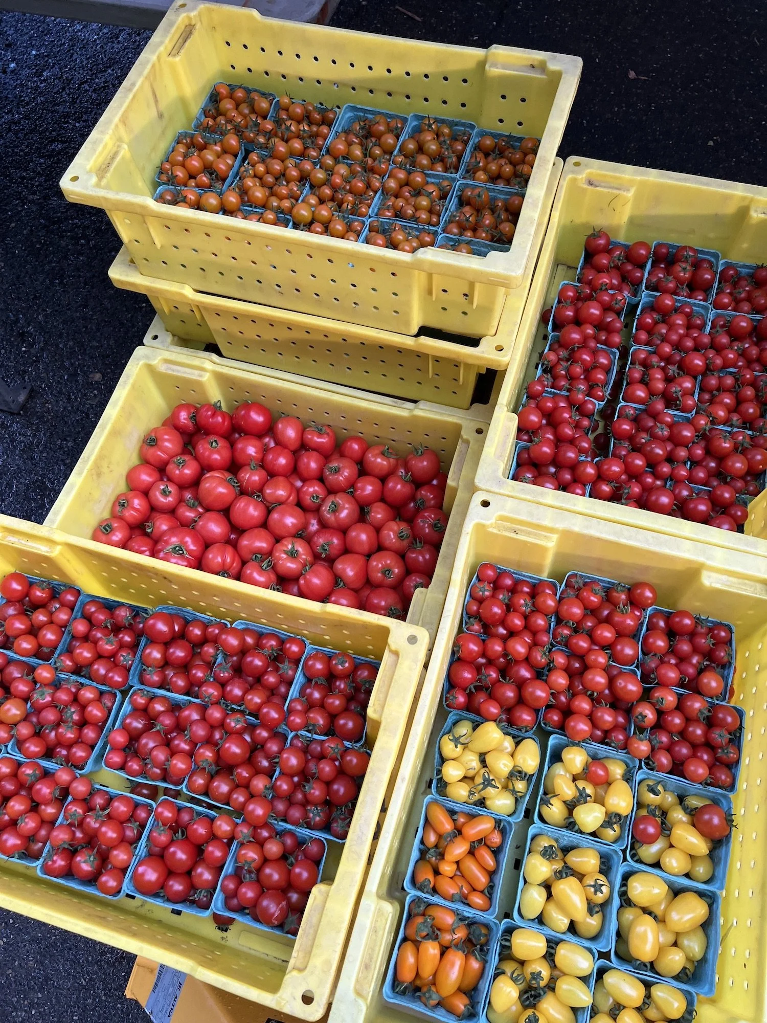IMG_7330_06.18_cherry tomato.jpeg