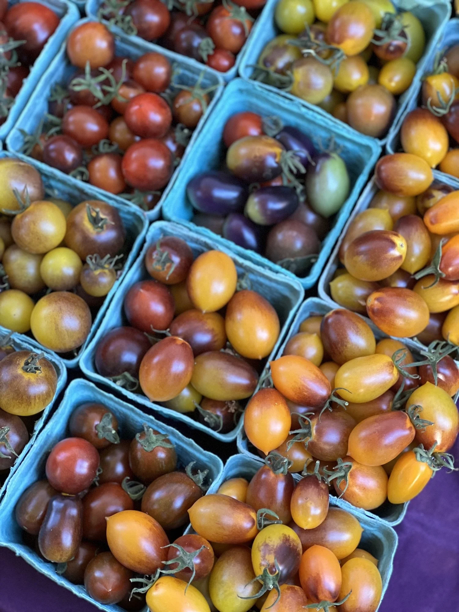 IMG_7481_06.25_tomato.jpeg