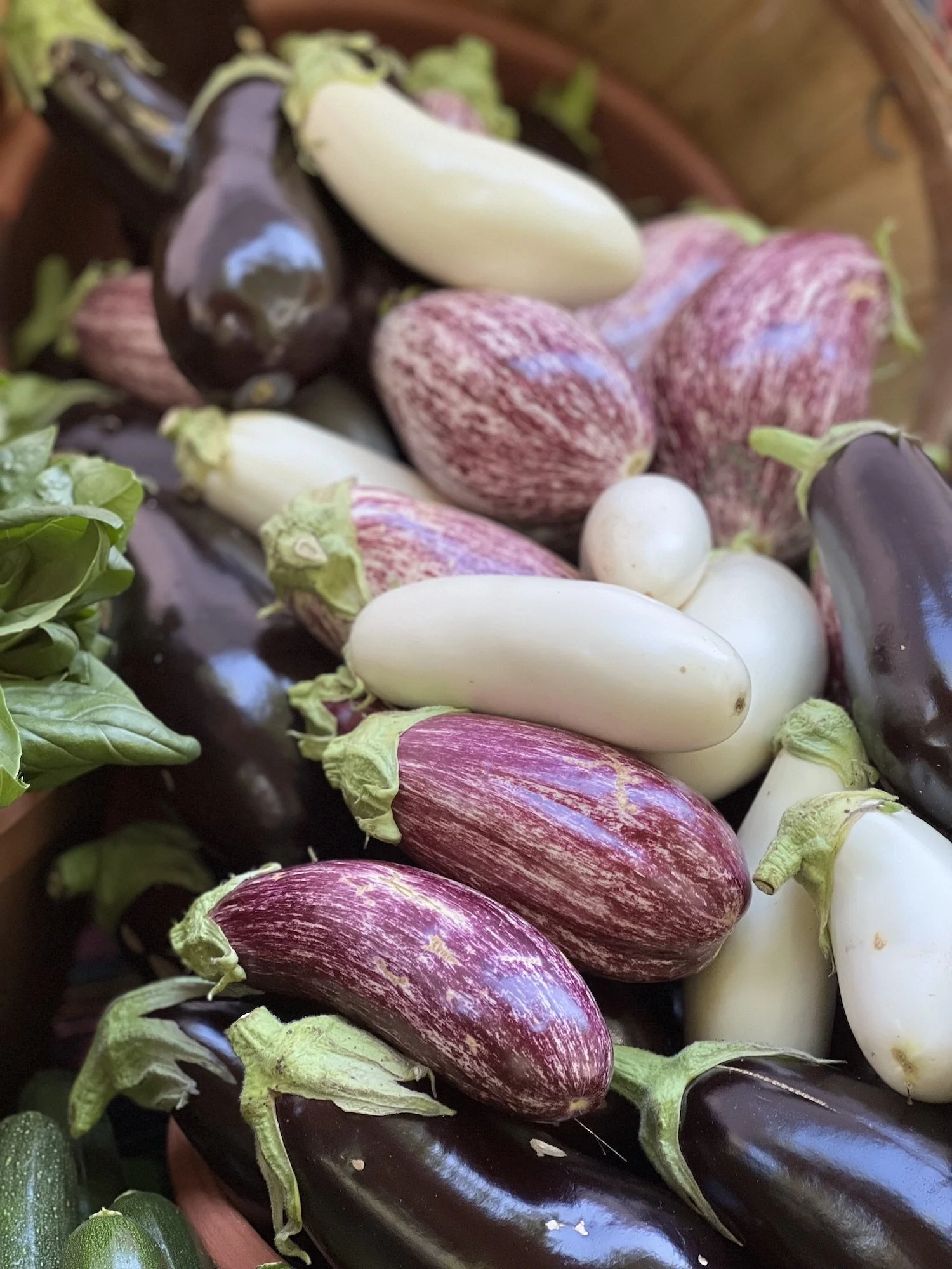 IMG_7474_06.25_eggplant.jpeg