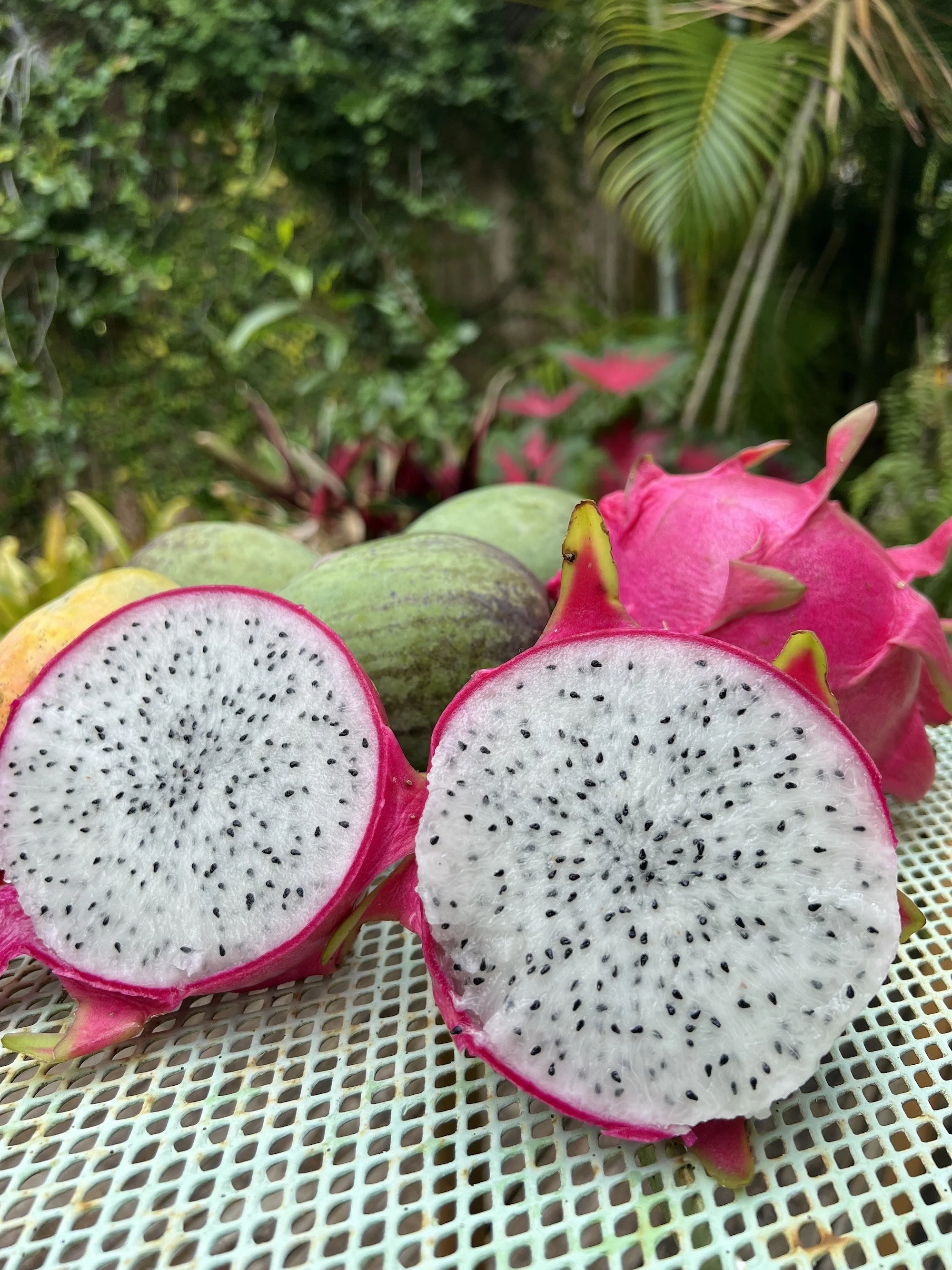 IMG_8763_Pitaya.jpeg
