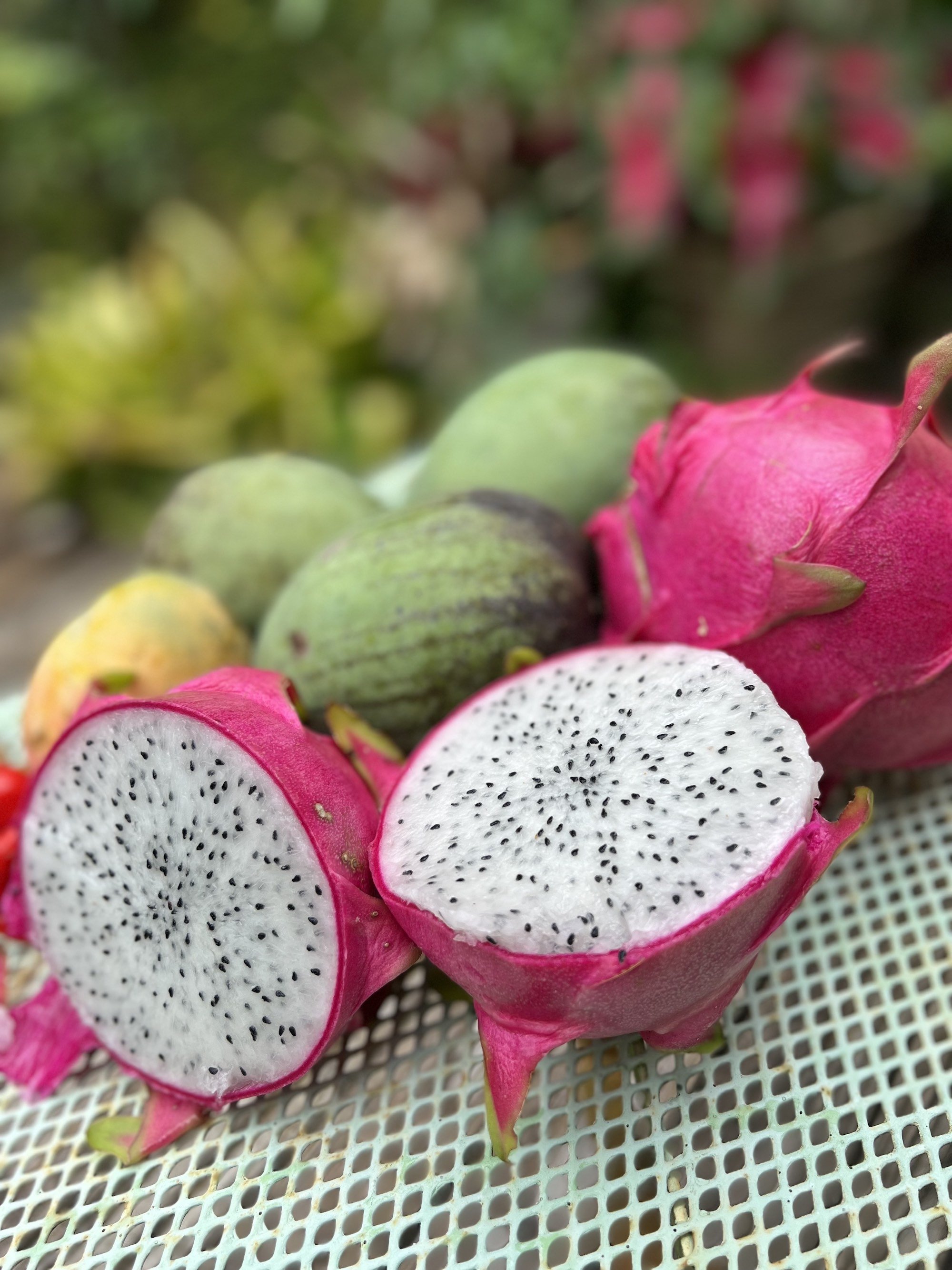 IMG_8769_Pitaya.jpeg