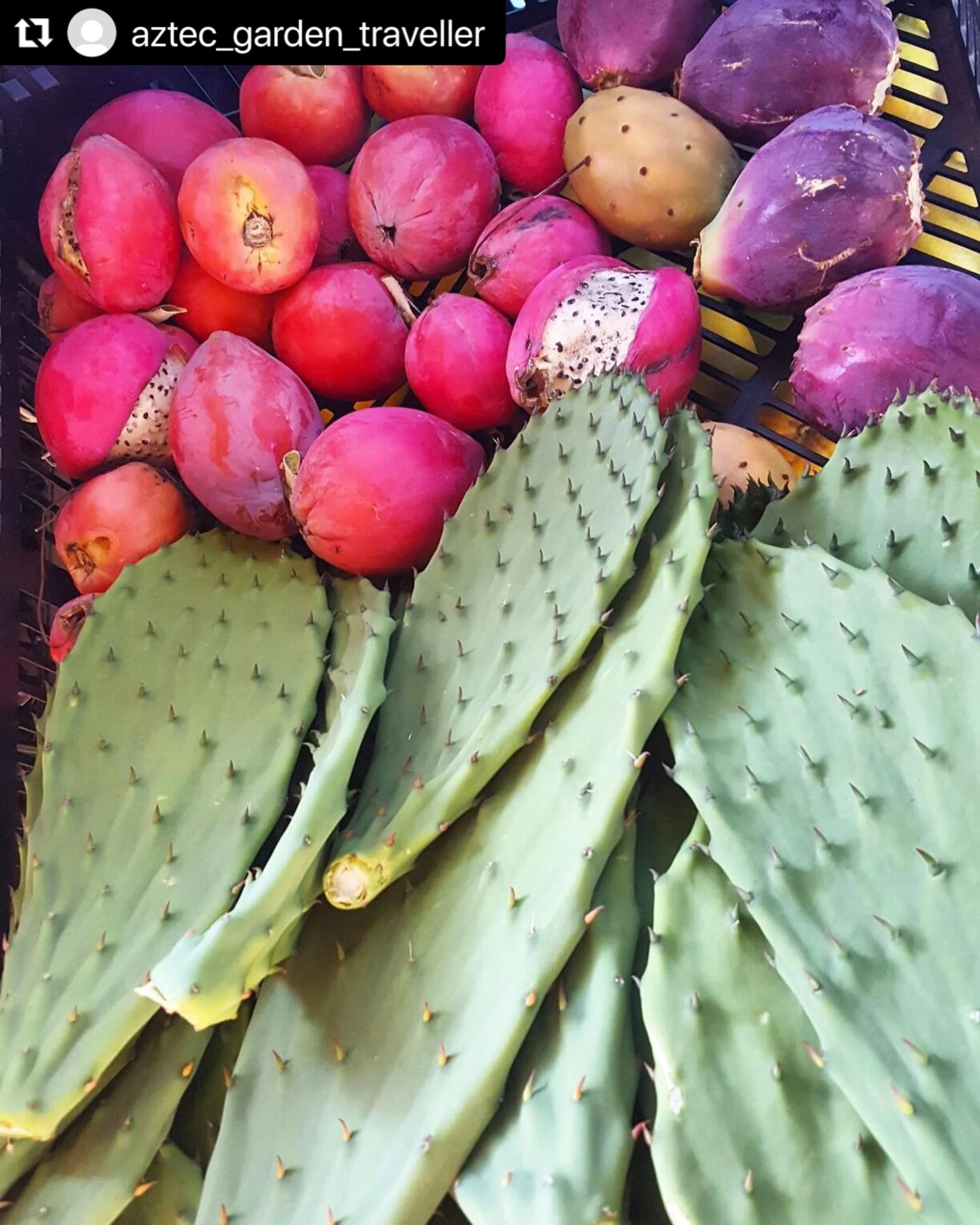 Peruvian Apple Cactus_2_nopal_RanchoCharanda.JPG