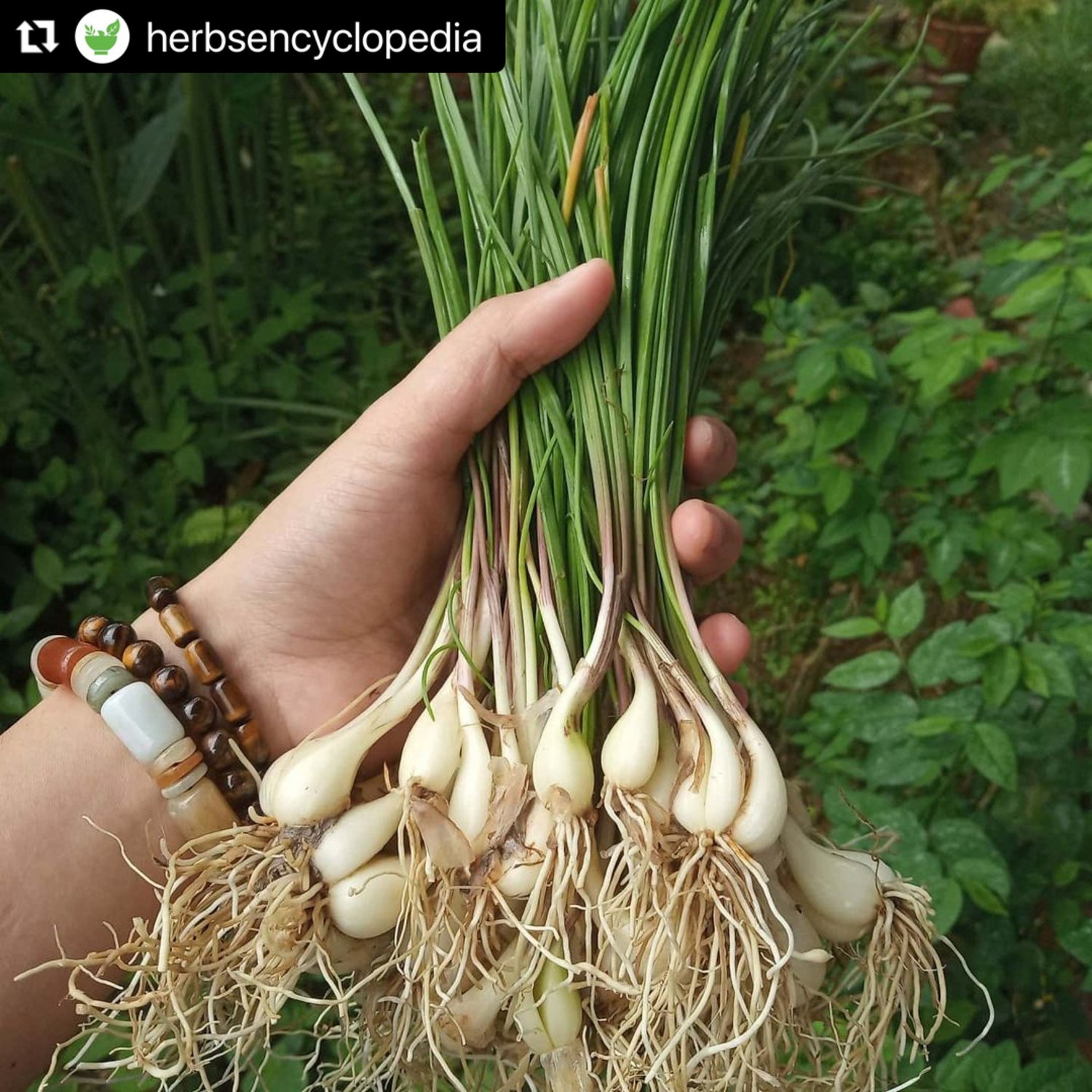 Rakkyo Onion — The Vegucation Station