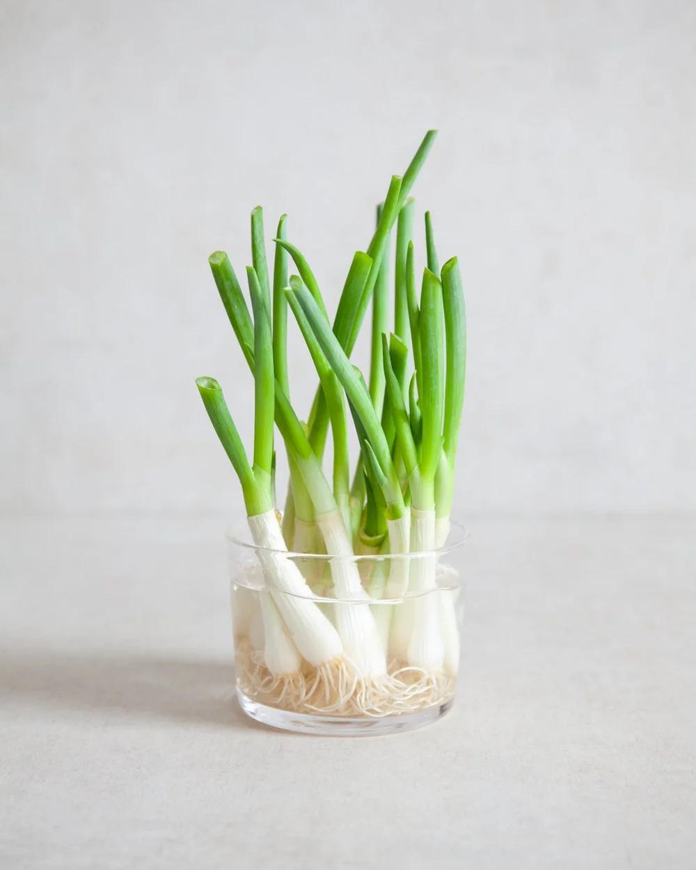 How to Regrow Spring Onions — Baking Hermann