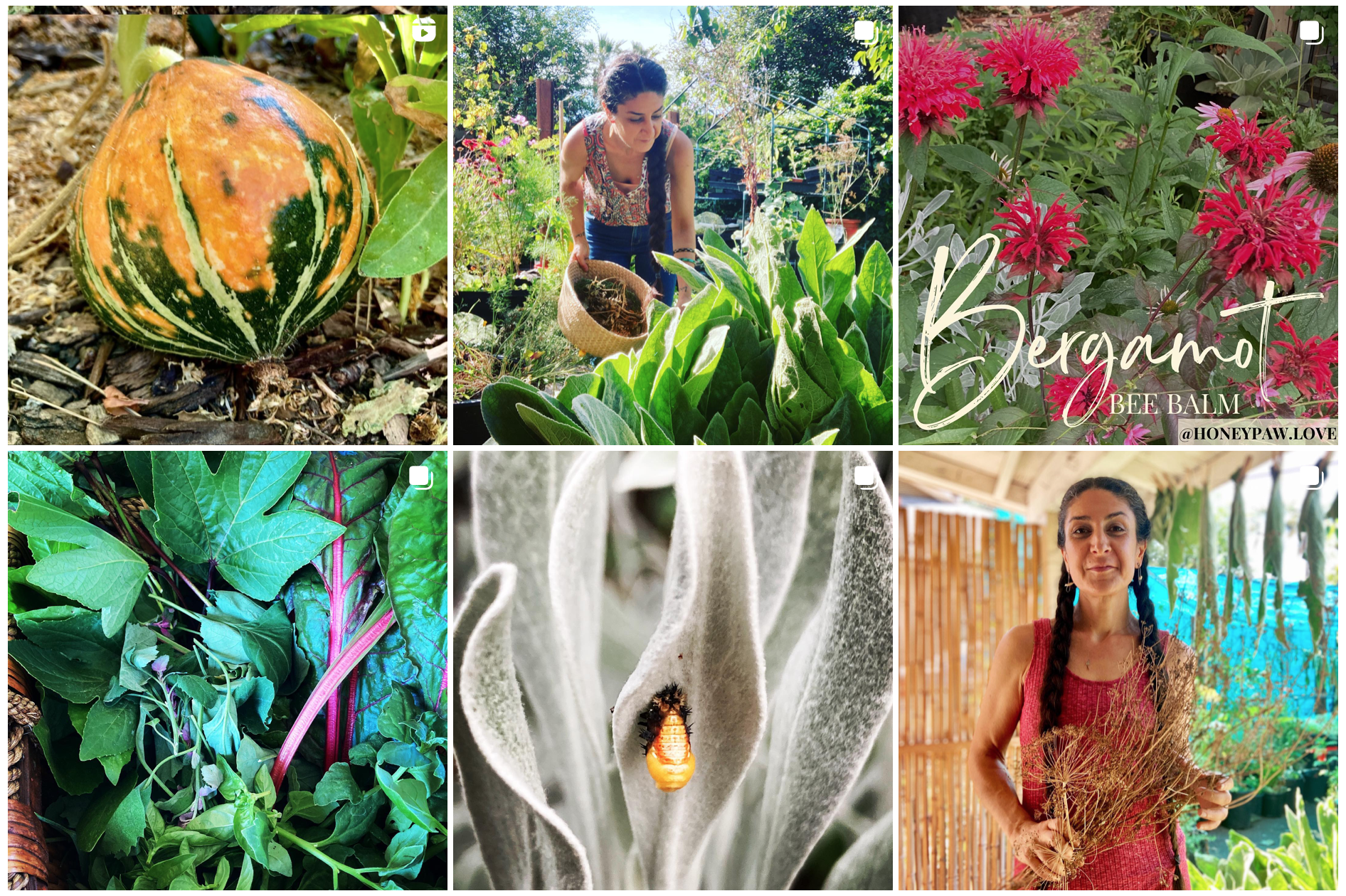 A collage of six gardening-themed images: a striped pumpkin, a southern california herbalist harvesting mullein leaves, pink bee balm flowers, basket with a mix of freshly harvested spri greens, an insect on a leaf, and an herbalist holding herbs.
