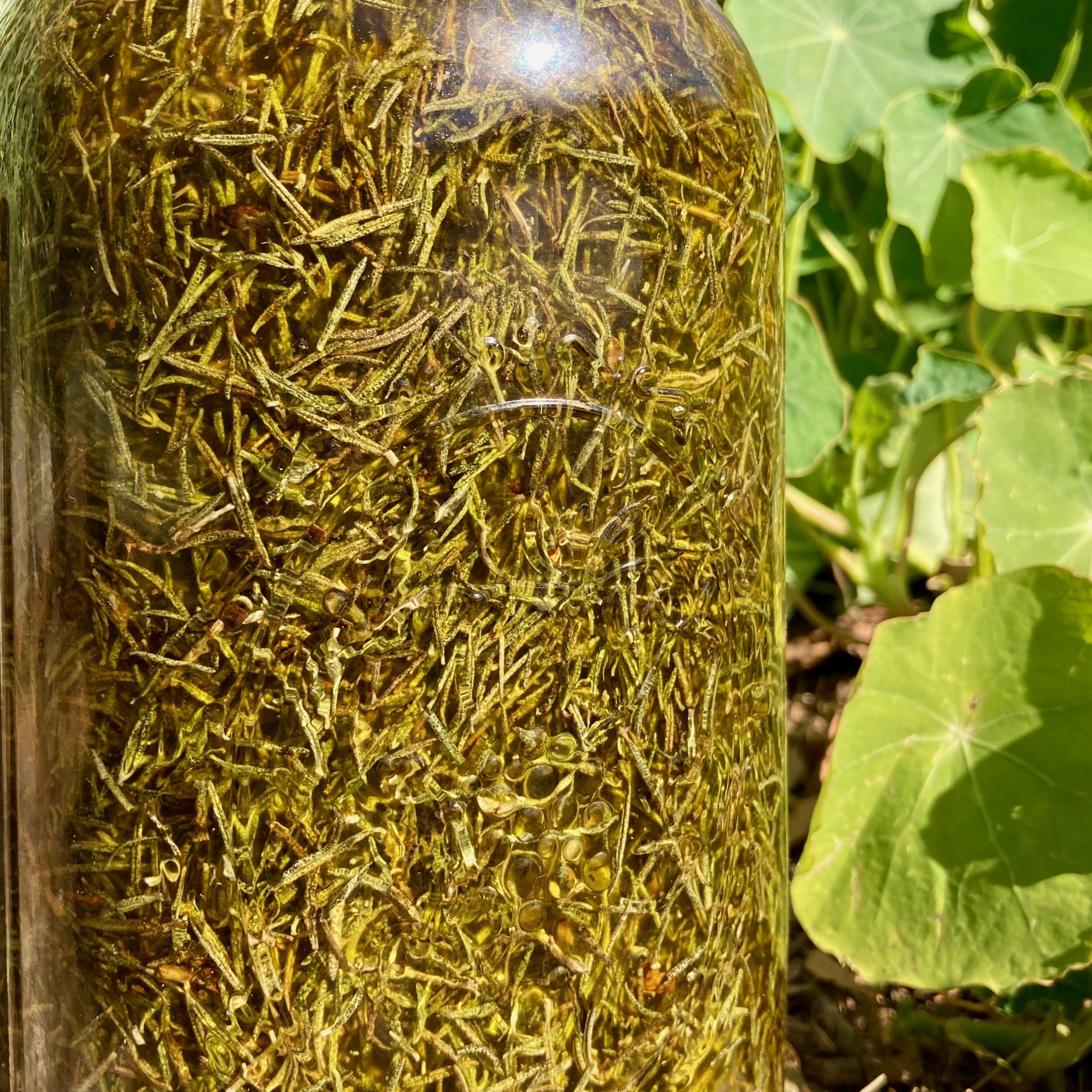 rosemary 1:2 gallon.jpeg
