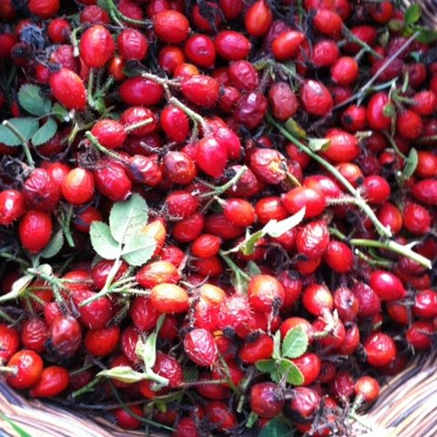 rosehip fresh.jpeg